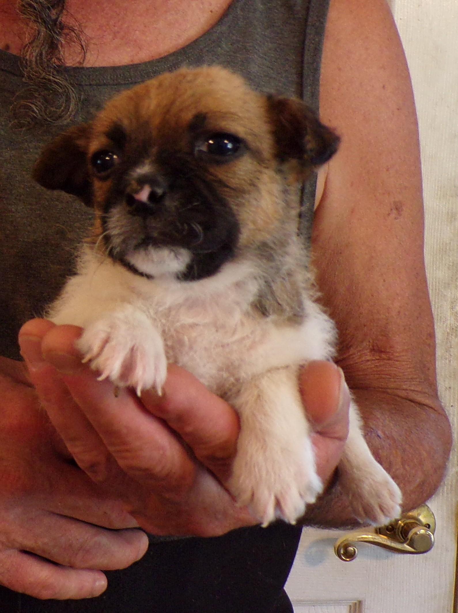JADE, an adopted mixed breed in Corona, CA image 3/3