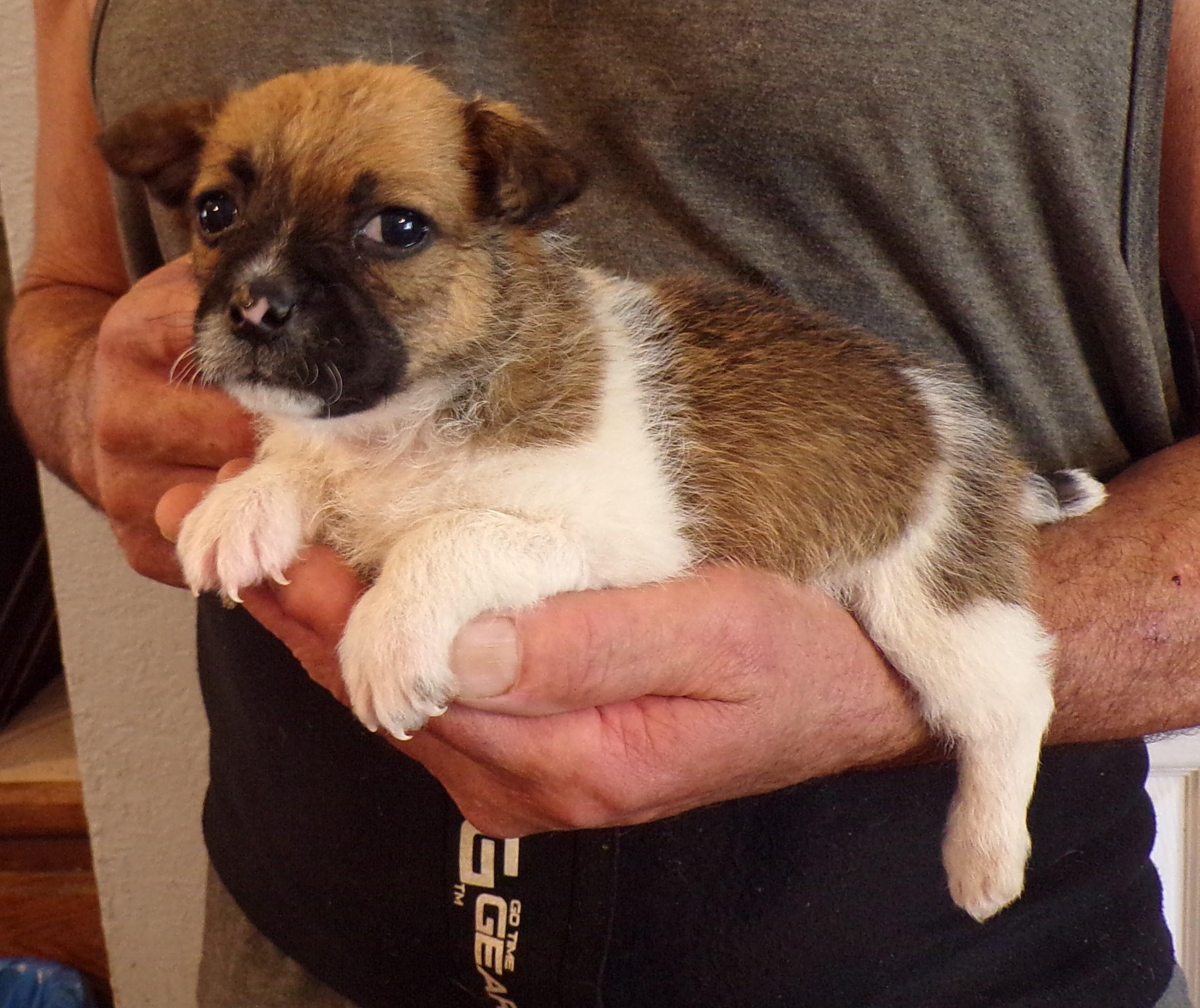 JADE, adopted, Puppy Female Chihuahua & Shih Tzu.