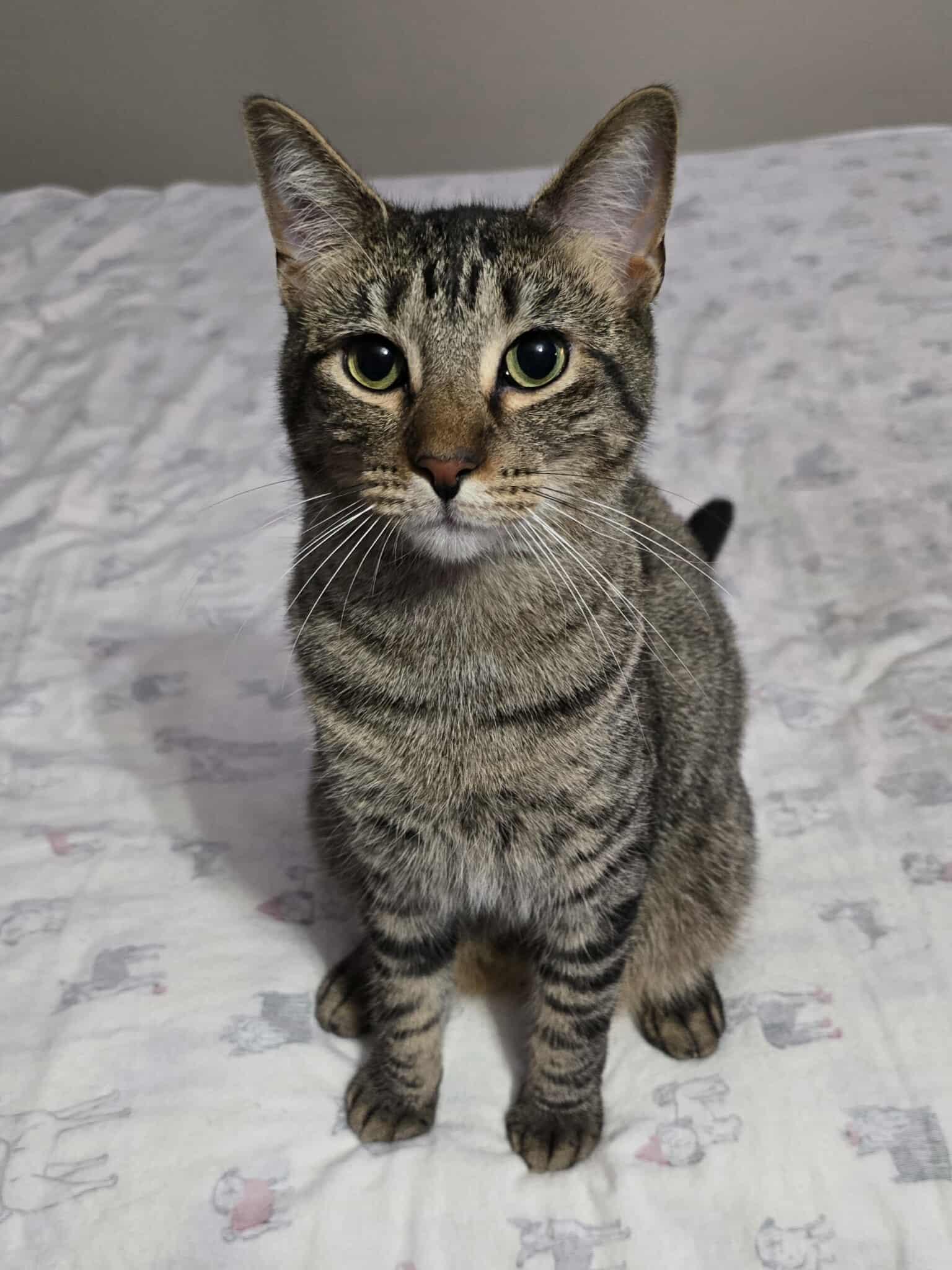 Marshall, an adoptable Domestic Short Hair in Sioux Falls, SD, 57101 | Photo Image 2