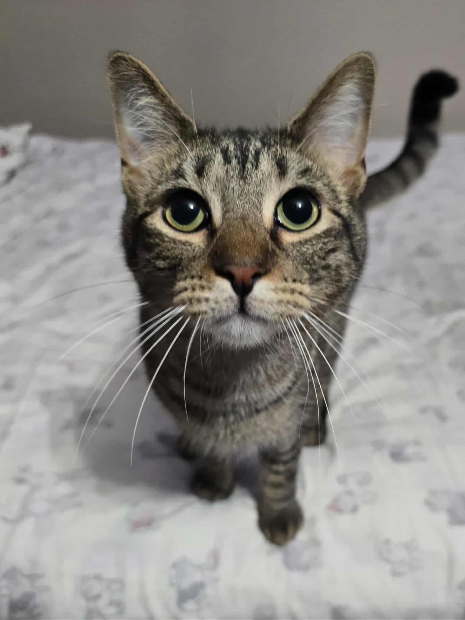 Marshall, an adoptable Domestic Short Hair in Sioux Falls, SD, 57101 | Photo Image 1