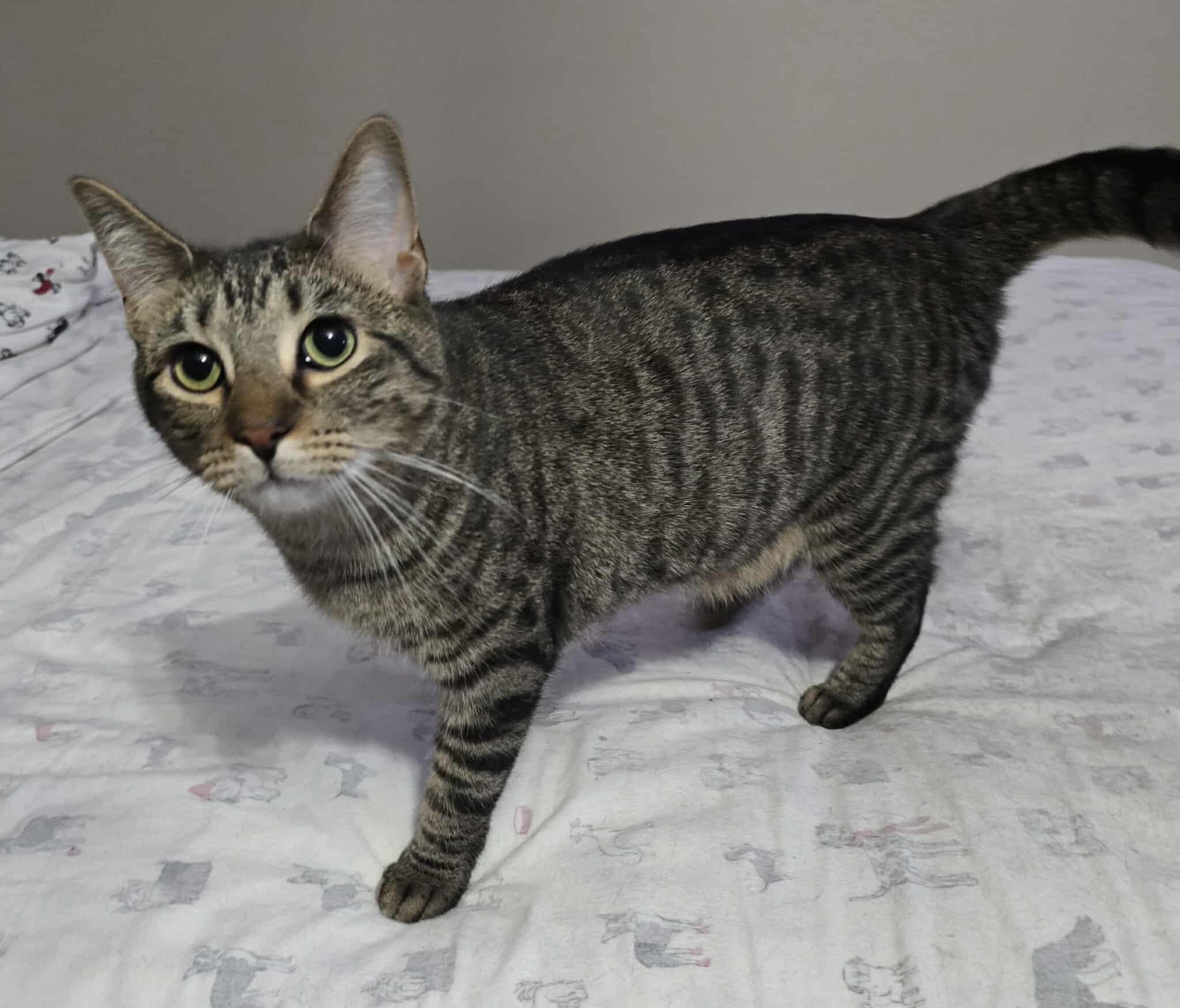 Marshall, an adoptable Domestic Short Hair in Sioux Falls, SD, 57101 | Photo Image 3