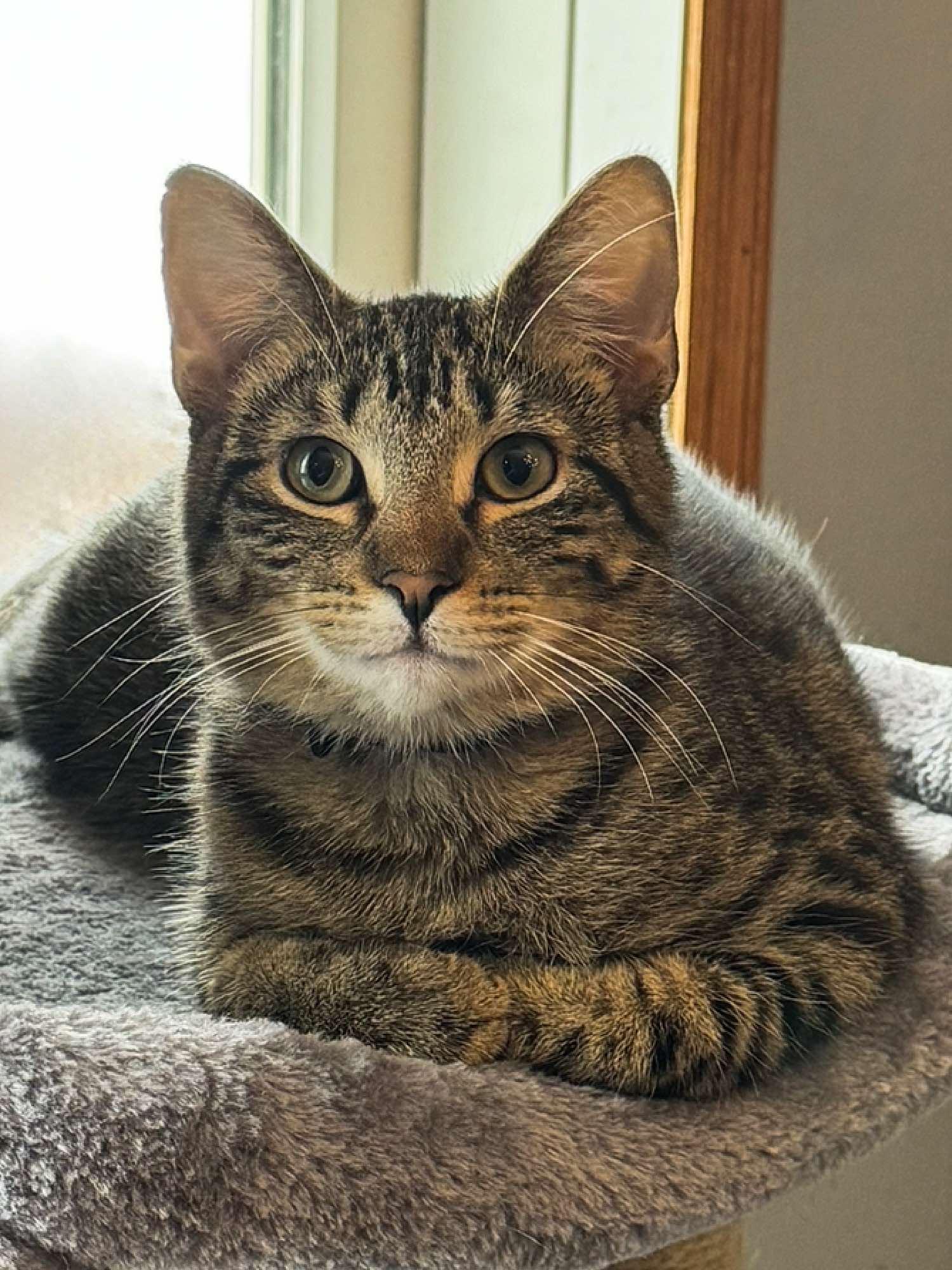 Marshall, an adoptable Domestic Short Hair in Sioux Falls, SD, 57101 | Photo Image 4