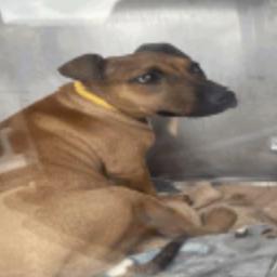 265 (2026) Frito, Adoptable, Puppy Male Pit Bull Terrier.