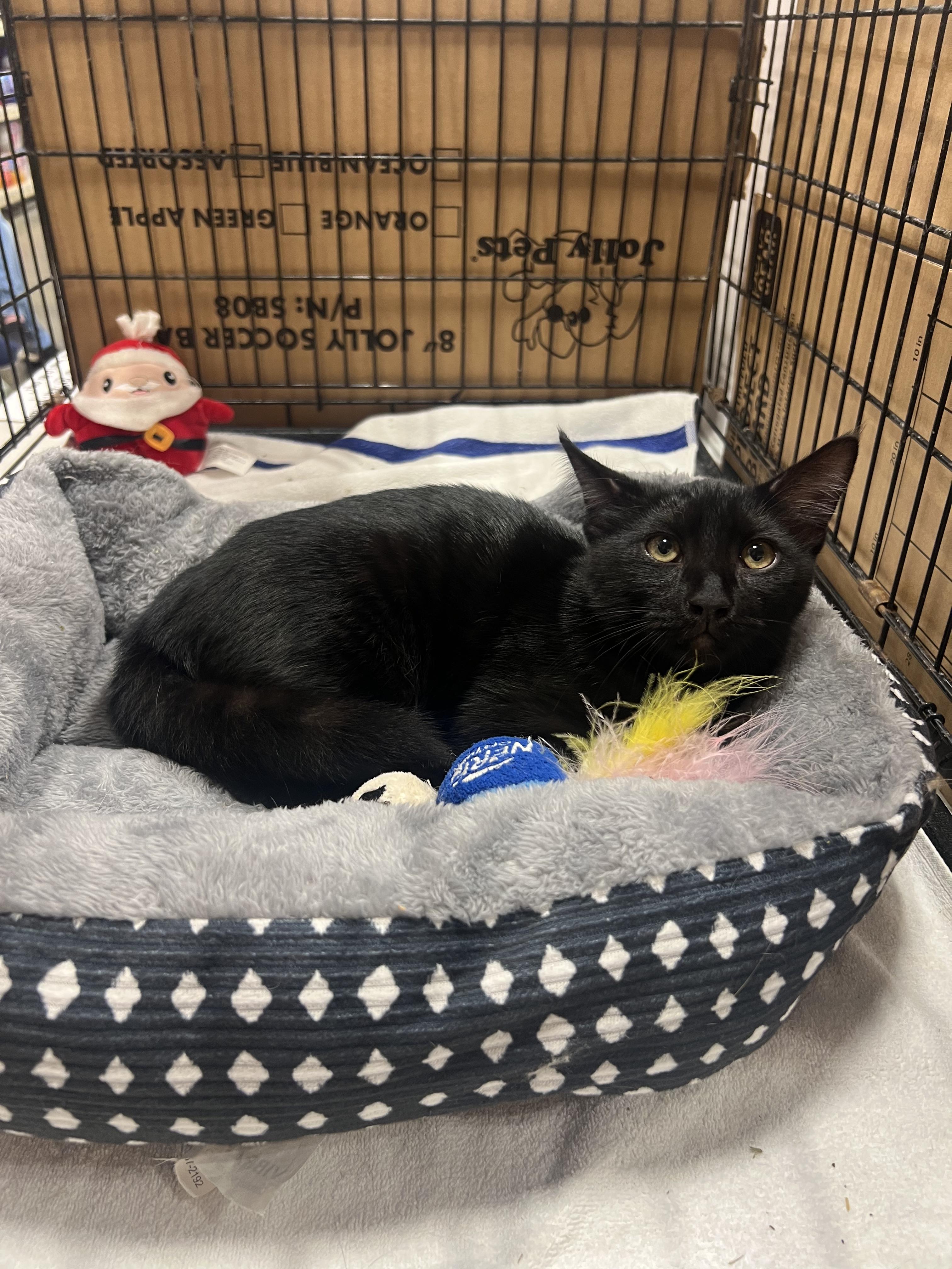 pepe, ADOPTABLE, Young Male Bombay & Domestic Medium Hair.