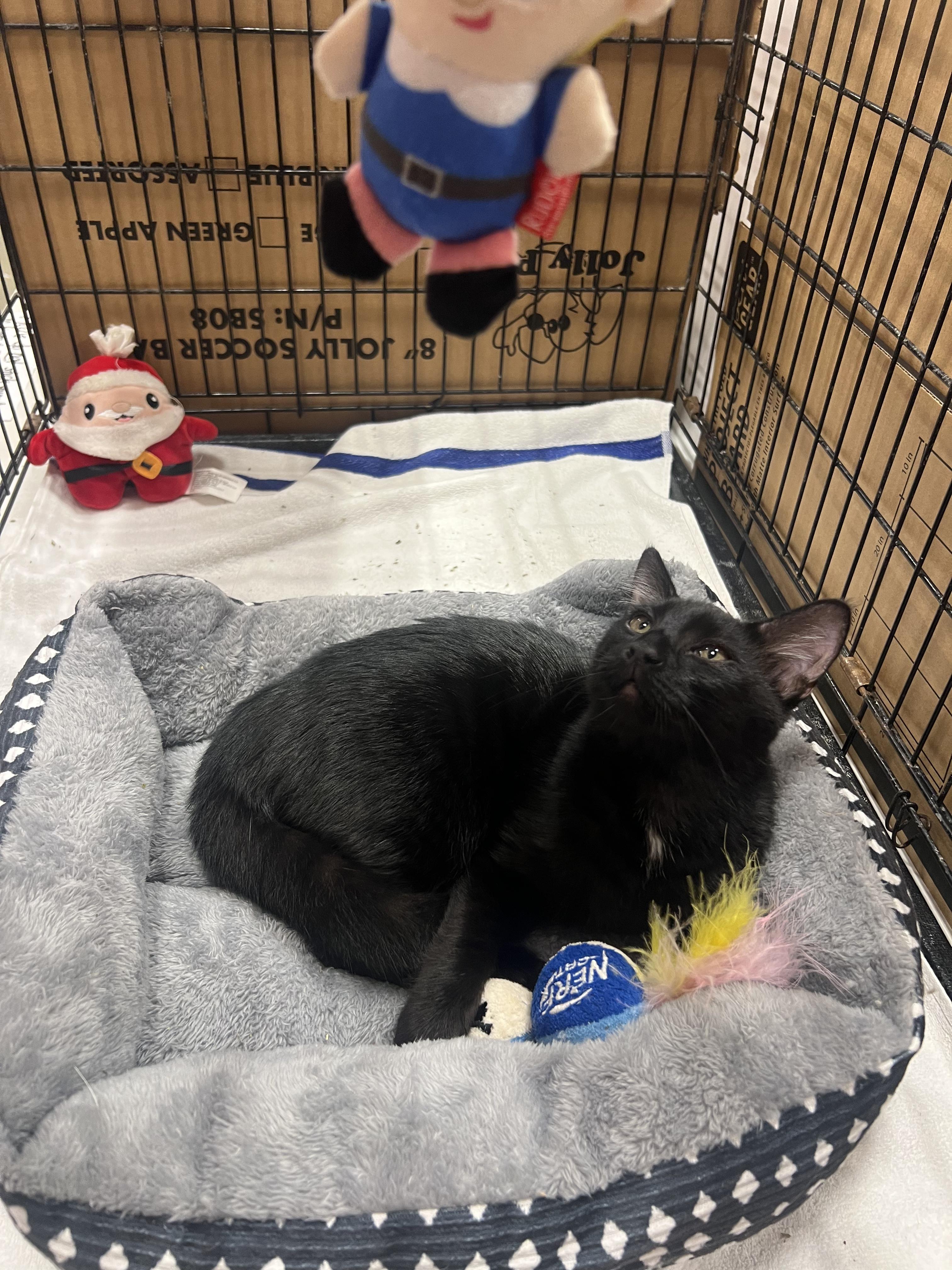 Enlarge pepe, a ADOPTABLE mixed breed in Kissimmee, FL image 2/3