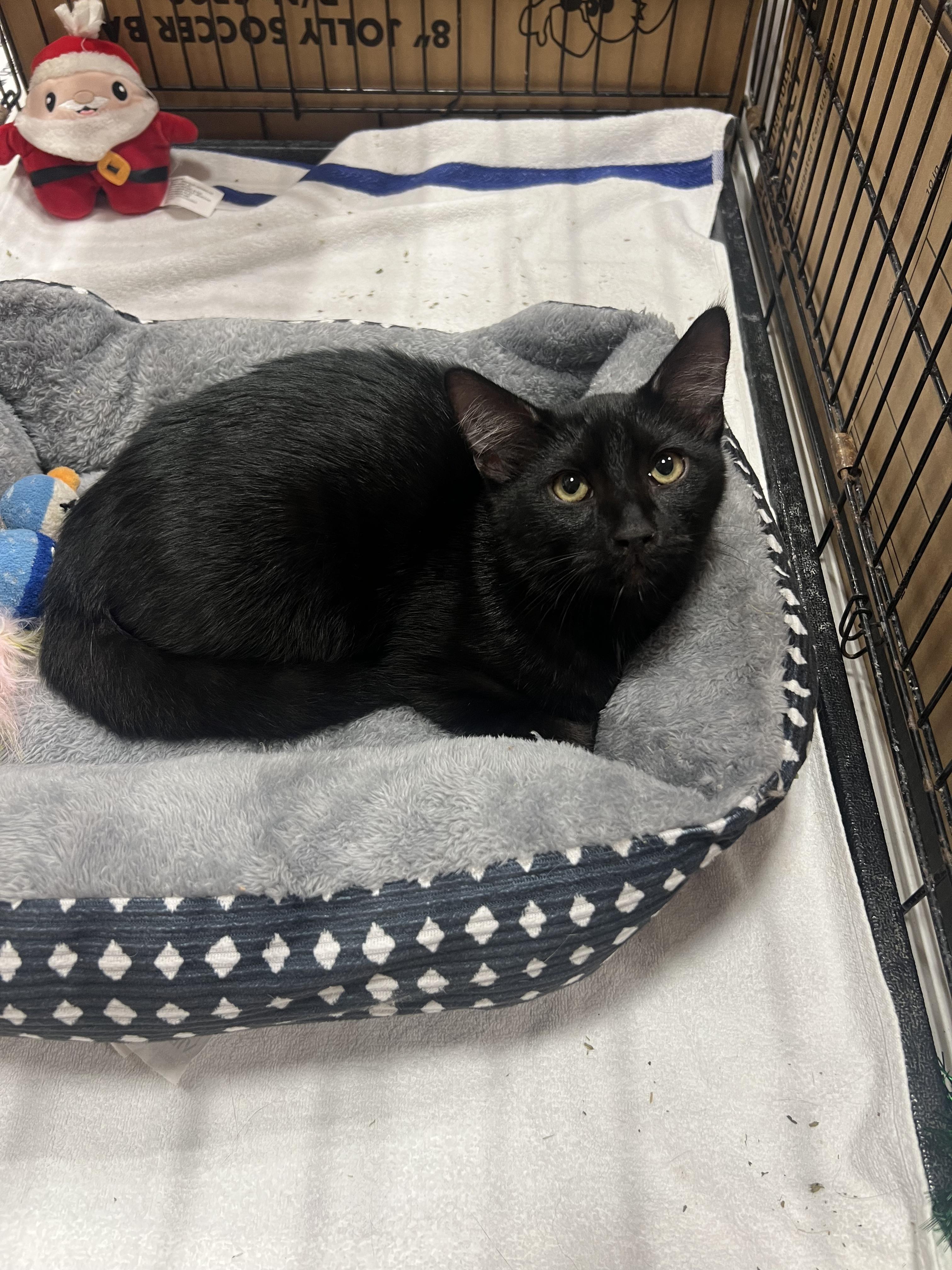 Enlarge pepe, a ADOPTABLE mixed breed in Kissimmee, FL image 3/3