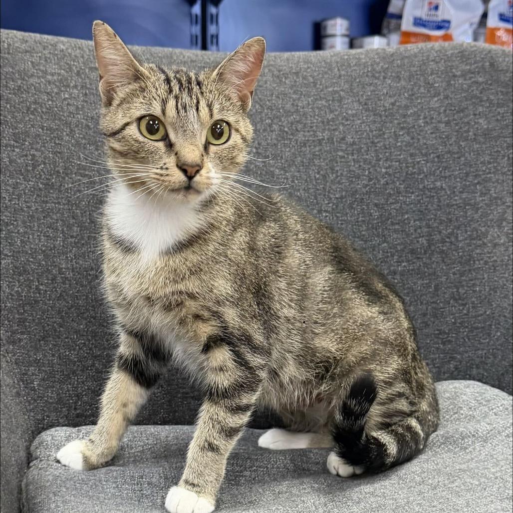 Estonia *Meet me at Plymouth Petsmart*, Adoptable, Young Female Domestic Short Hair.