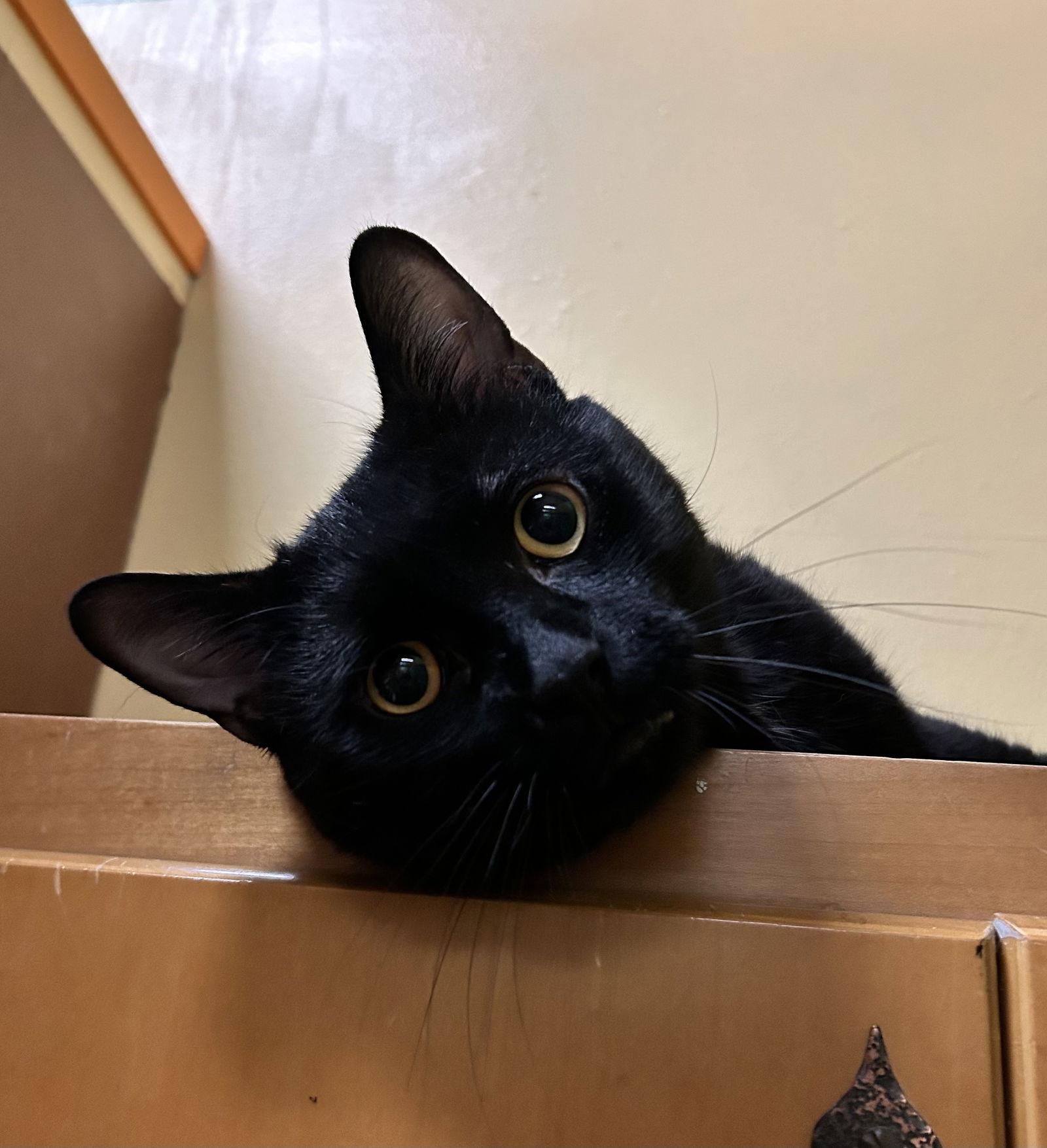 Honey Boo Boo, Adoptable, Young Male Domestic Short Hair.