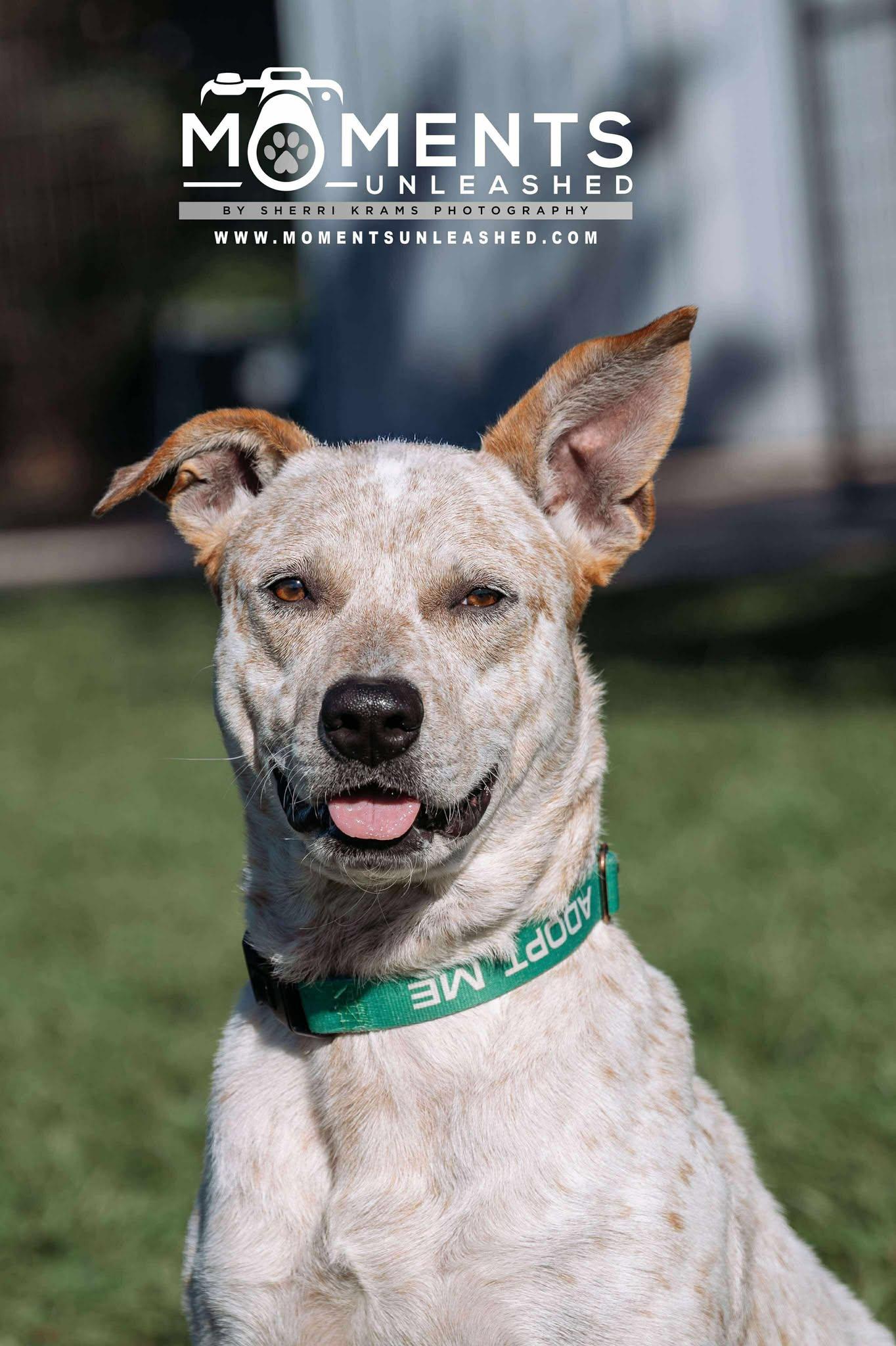 King, a Adoptable mixed breed in Myakka City, FL image 6/6