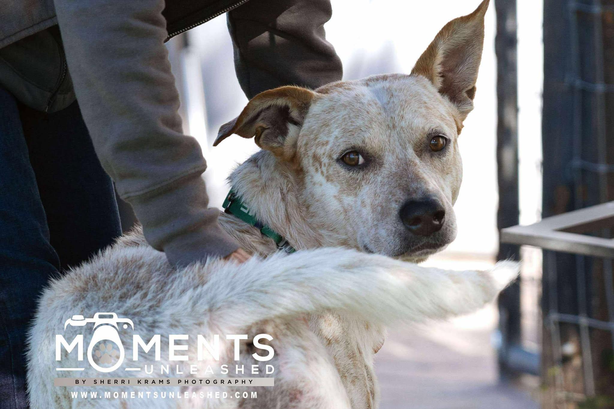 King, a Adoptable mixed breed in Myakka City, FL image 5/6