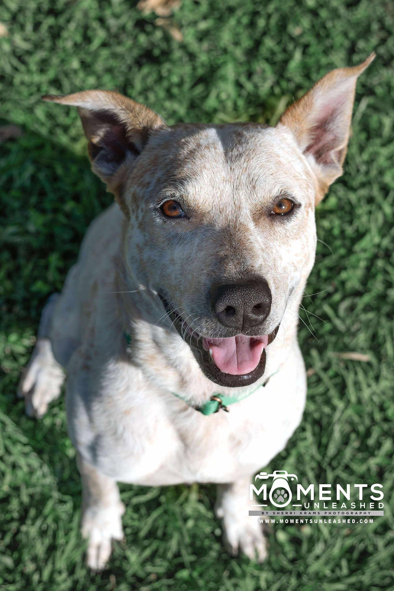 King, a Adoptable mixed breed in Myakka City, FL image 4/6