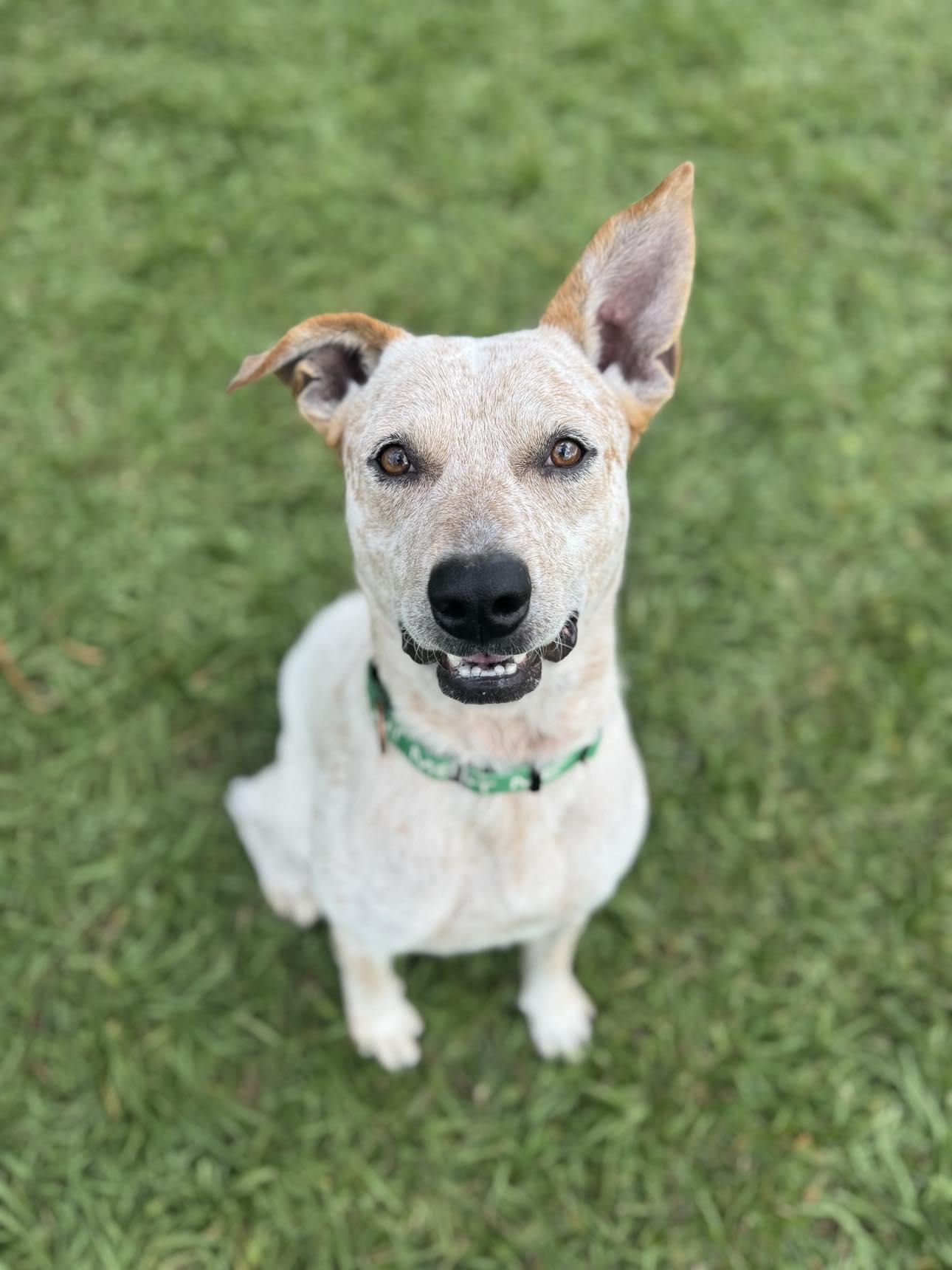 King, a Adoptable mixed breed in Myakka City, FL image 1/6