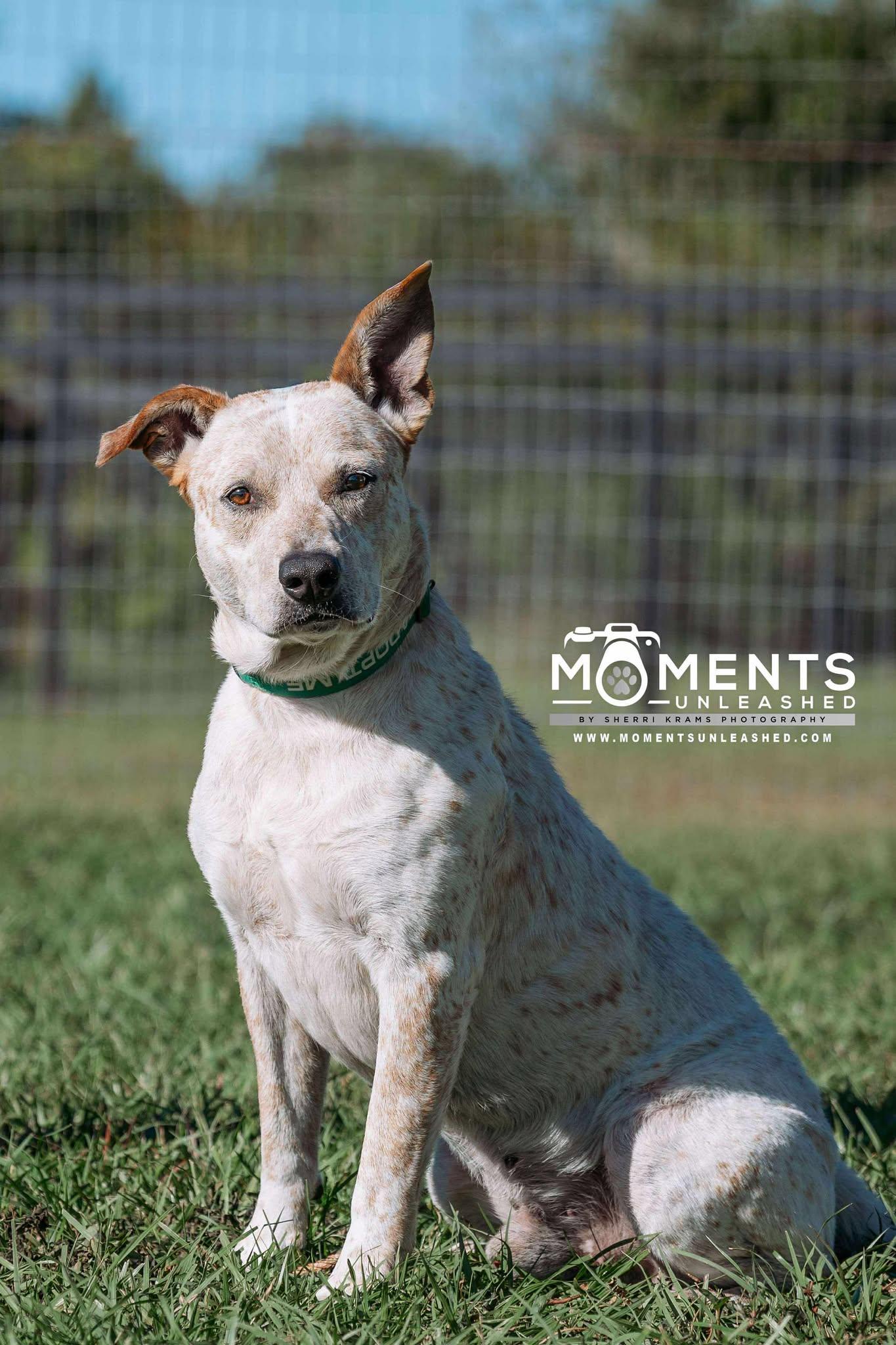 King, Adoptable, Adult Male Cattle Dog & Terrier.
