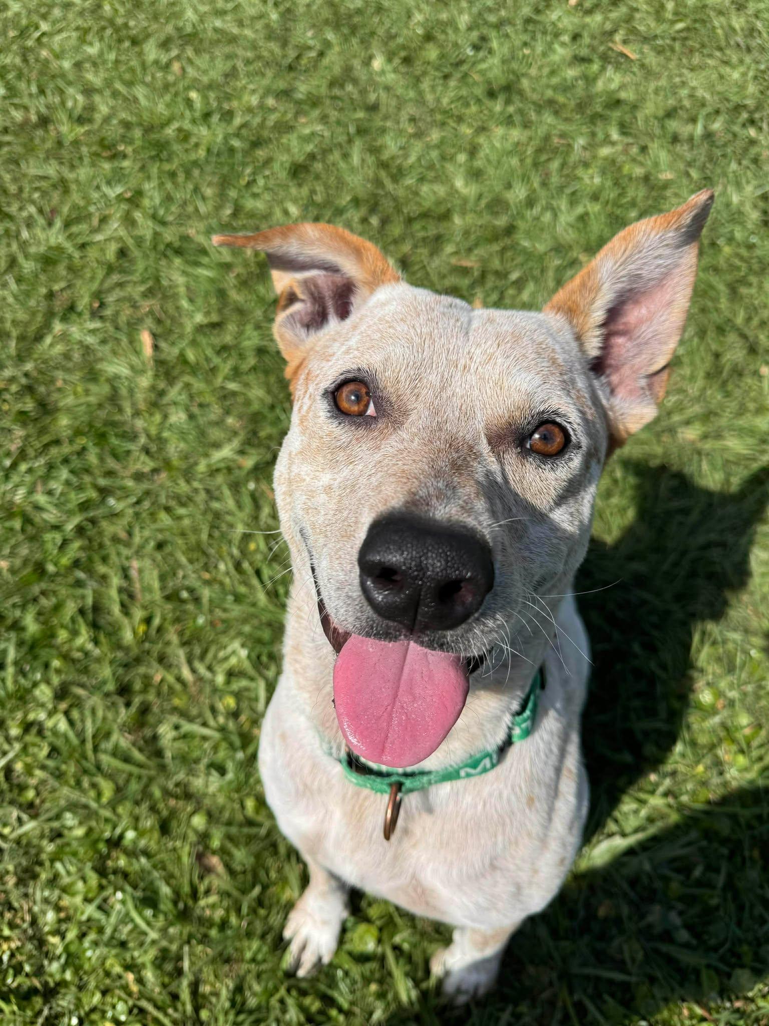 King, a Adoptable mixed breed in Myakka City, FL image 3/6