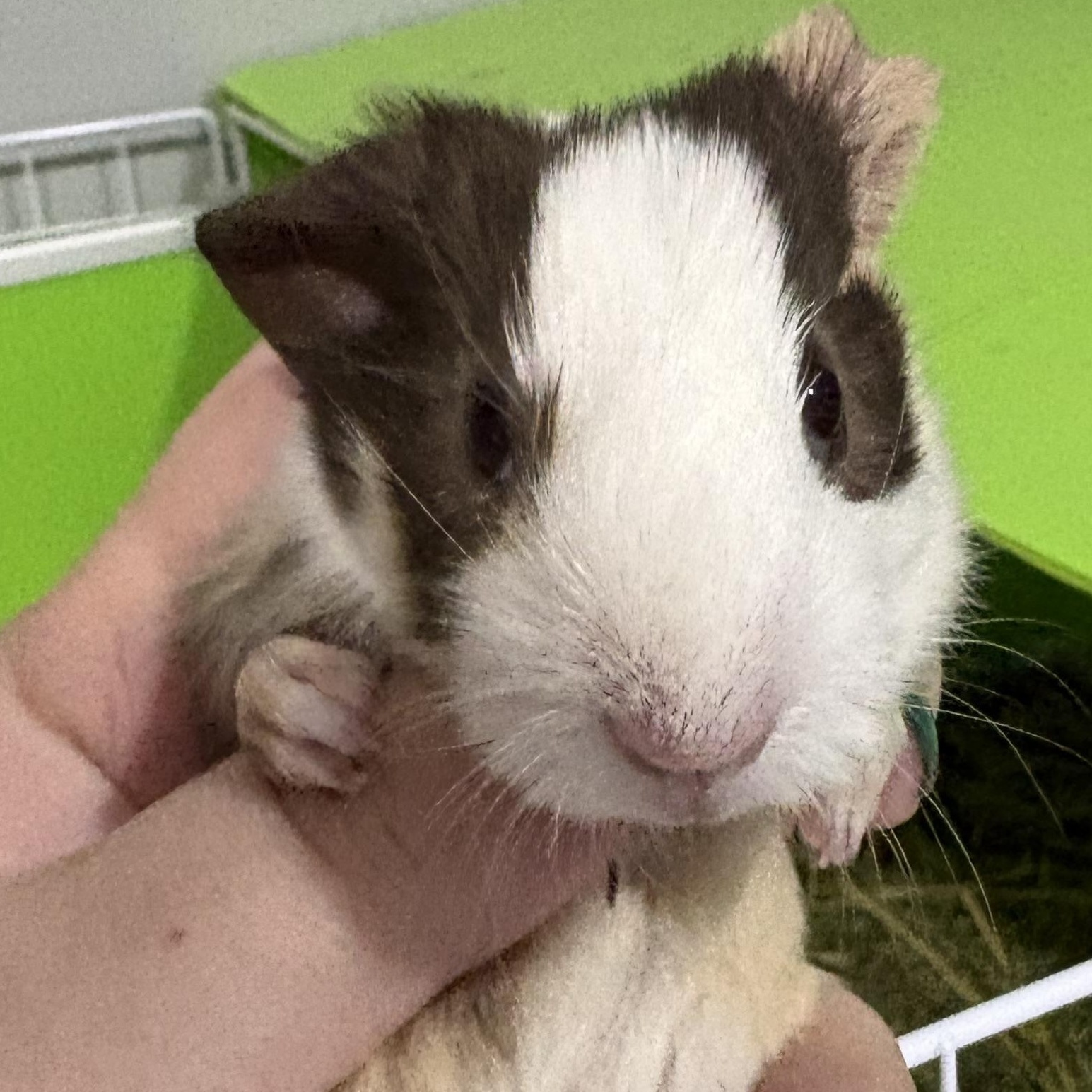 Enlarge Baby guinea pigs, an adopted Guinea Pig in Howell, NJ image 2/4