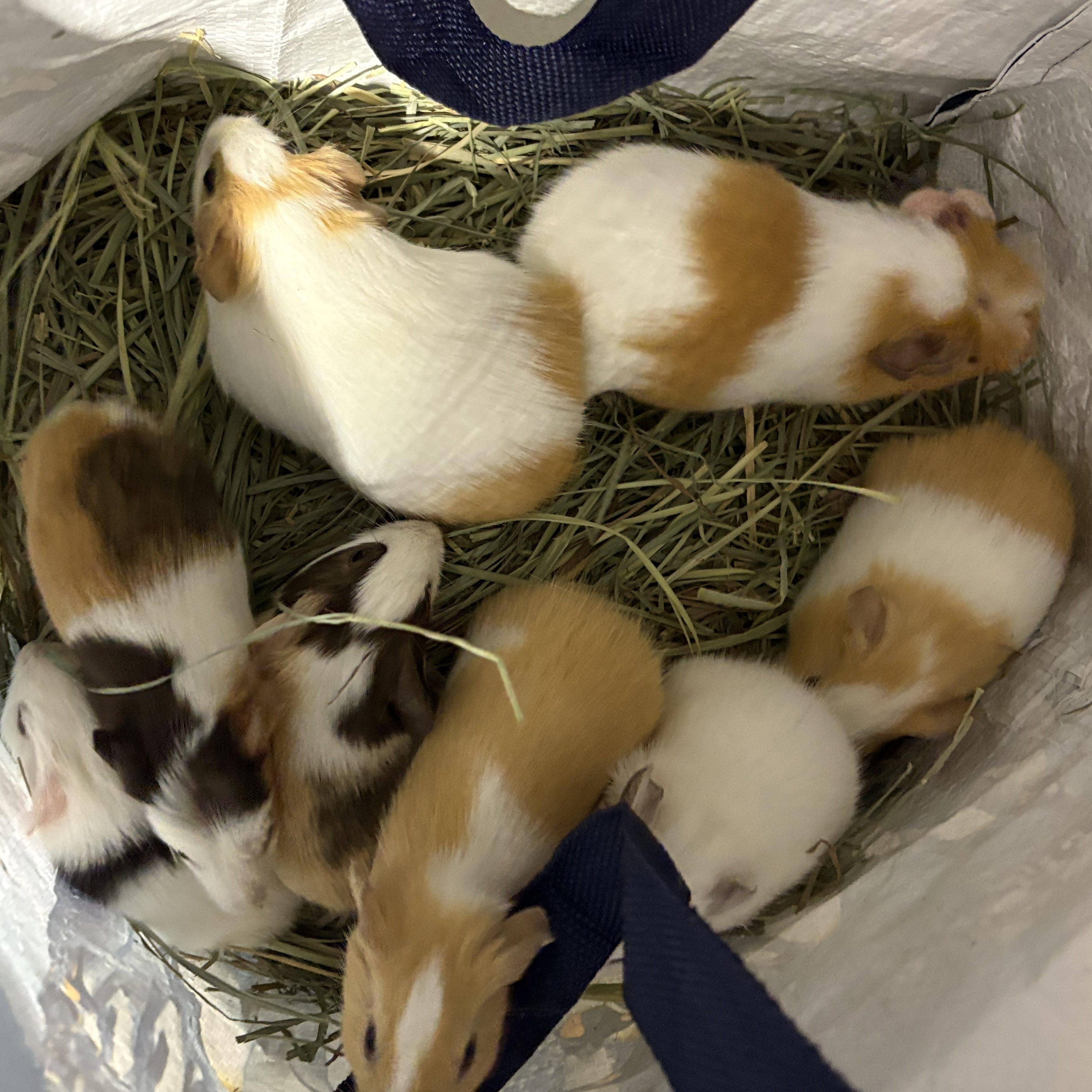 Enlarge Baby guinea pigs, an adopted Guinea Pig in Howell, NJ image 4/4