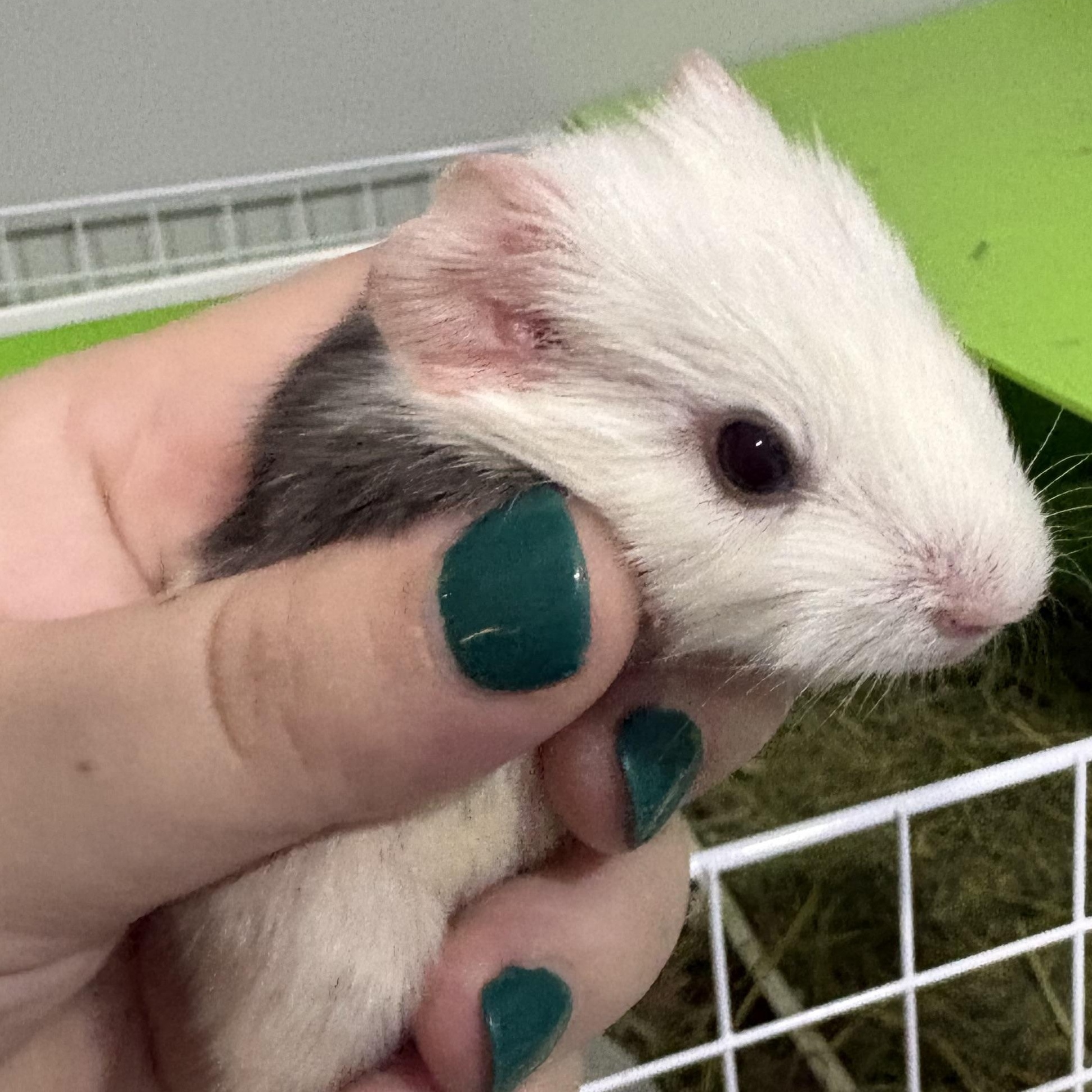 Baby guinea pigs, Adoptable, Baby Female Guinea Pig.