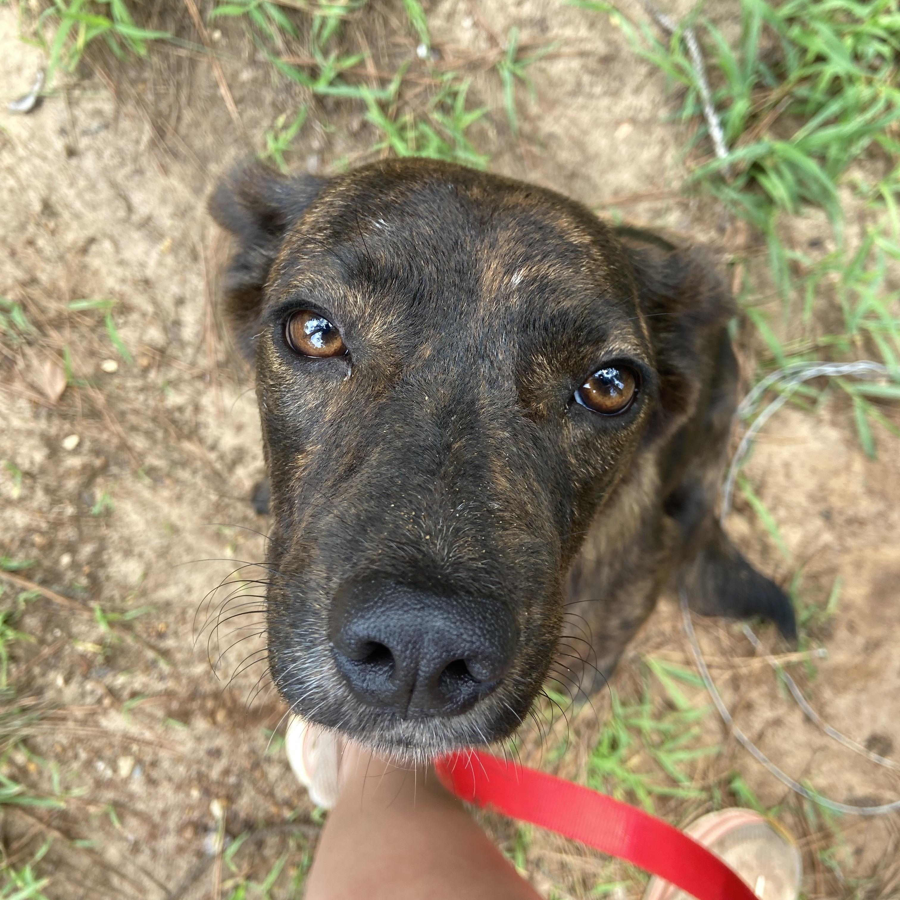 Camilla or Cami, adopted, Young Female Dutch Shepherd.