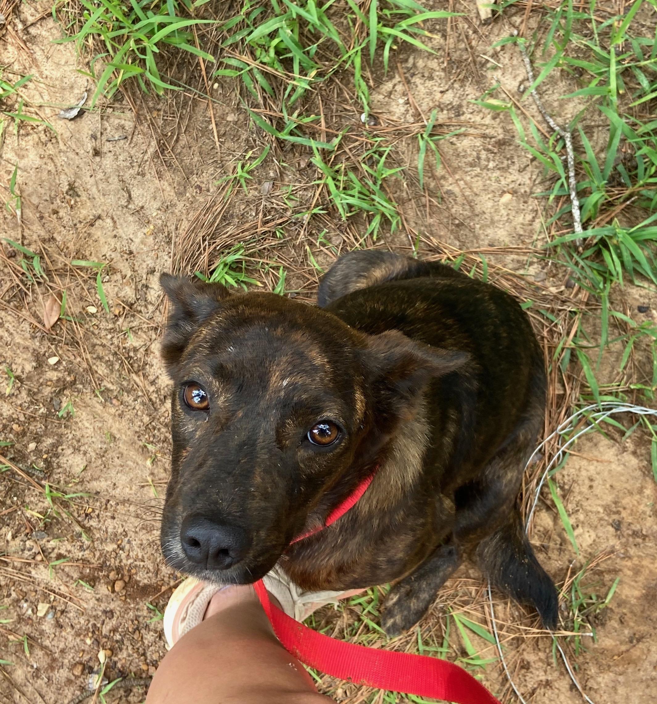 Camilla or Cami, an adopted mixed breed in Ruston, LA image 3/3