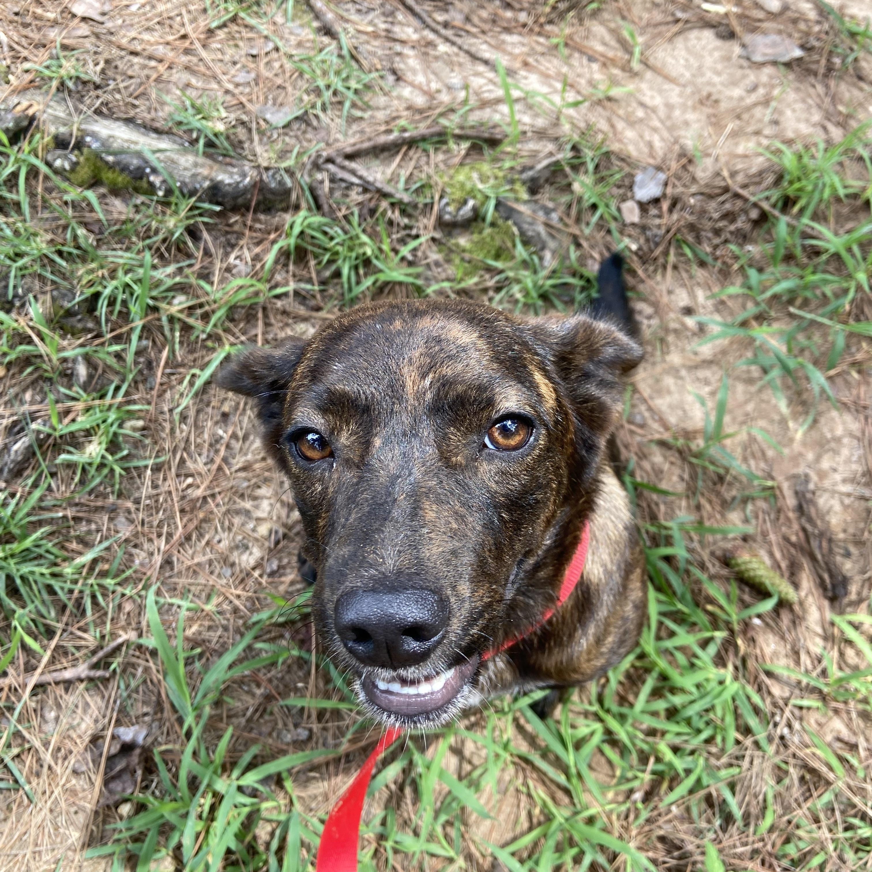 Camilla or Cami, an adopted mixed breed in Ruston, LA image 2/3