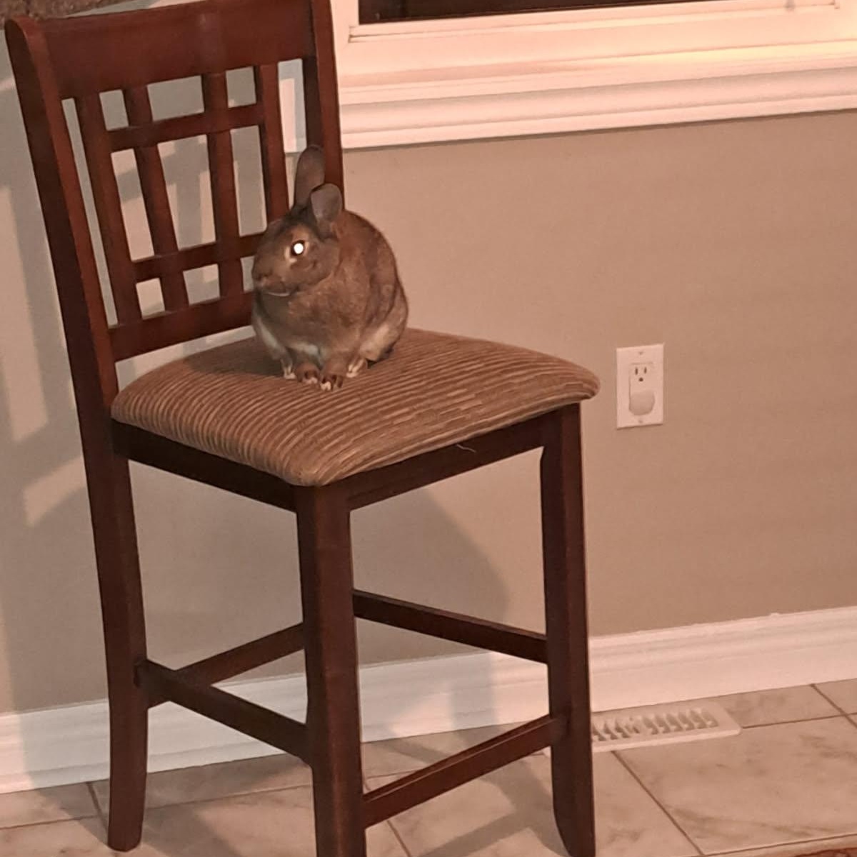 Chris, a Adoptable Bunny Rabbit in Alliston, ON image 2/4