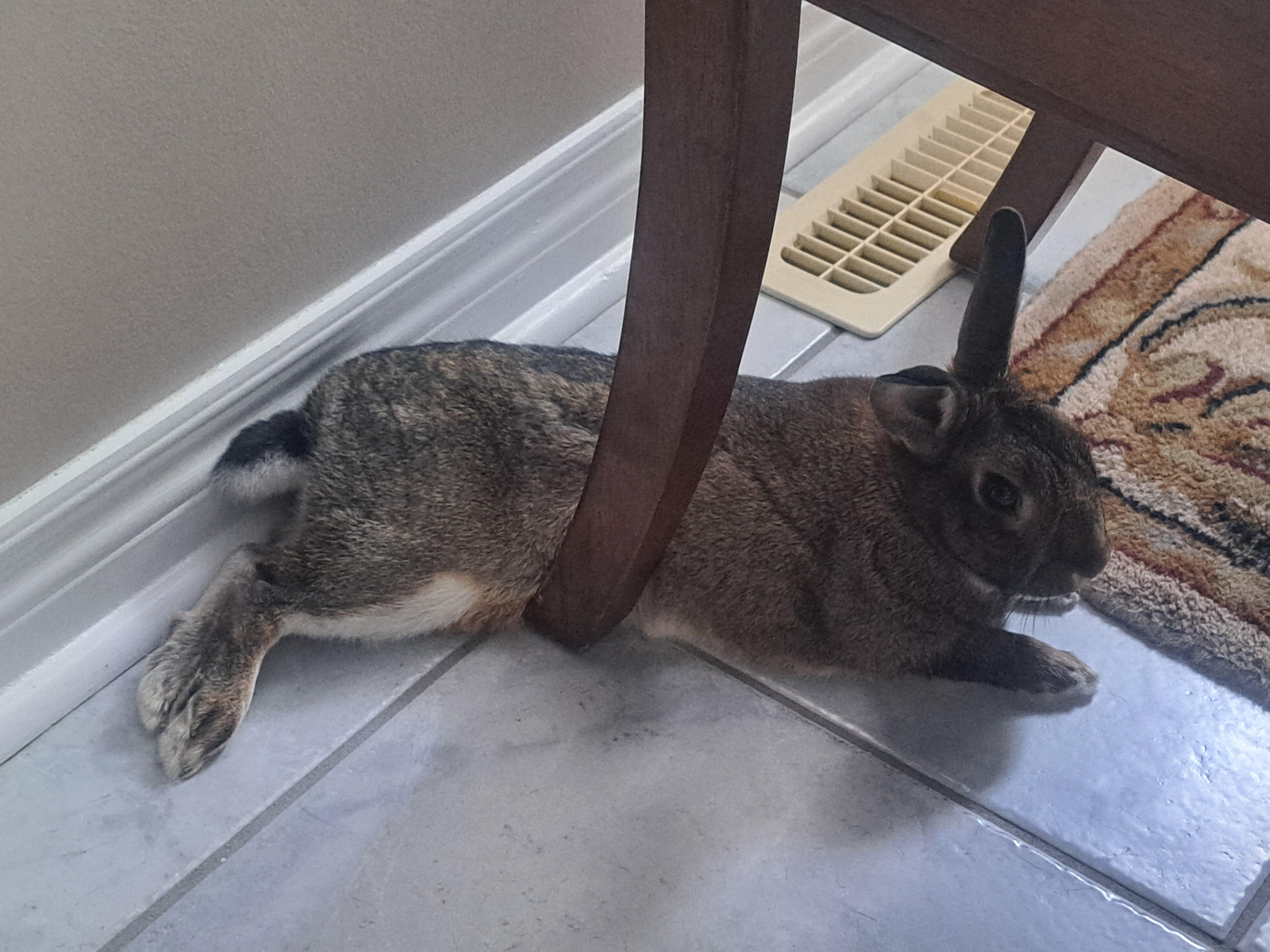 Chris, a Adoptable Bunny Rabbit in Alliston, ON image 3/4
