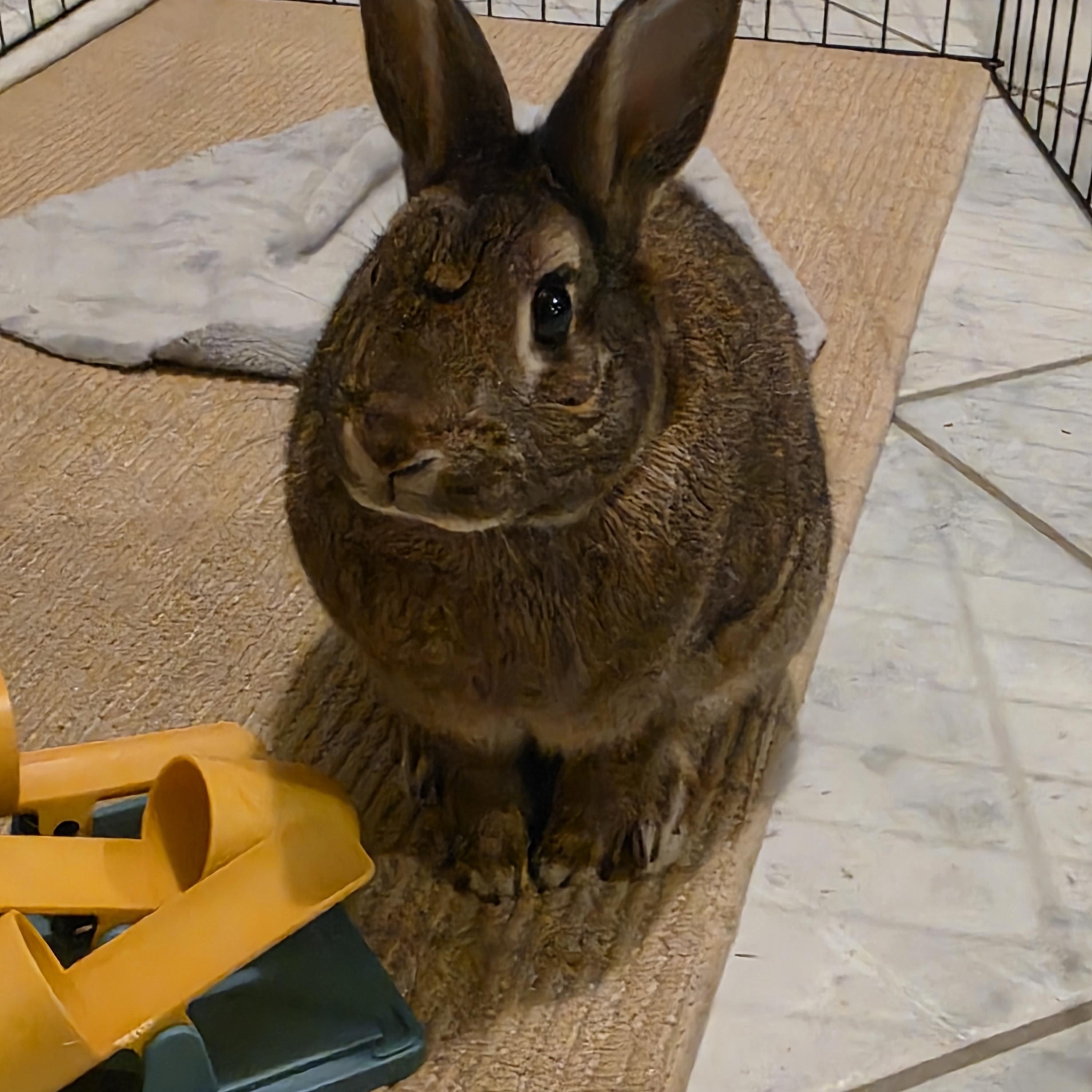 Chris, Adoptable, Adult Male Bunny Rabbit.