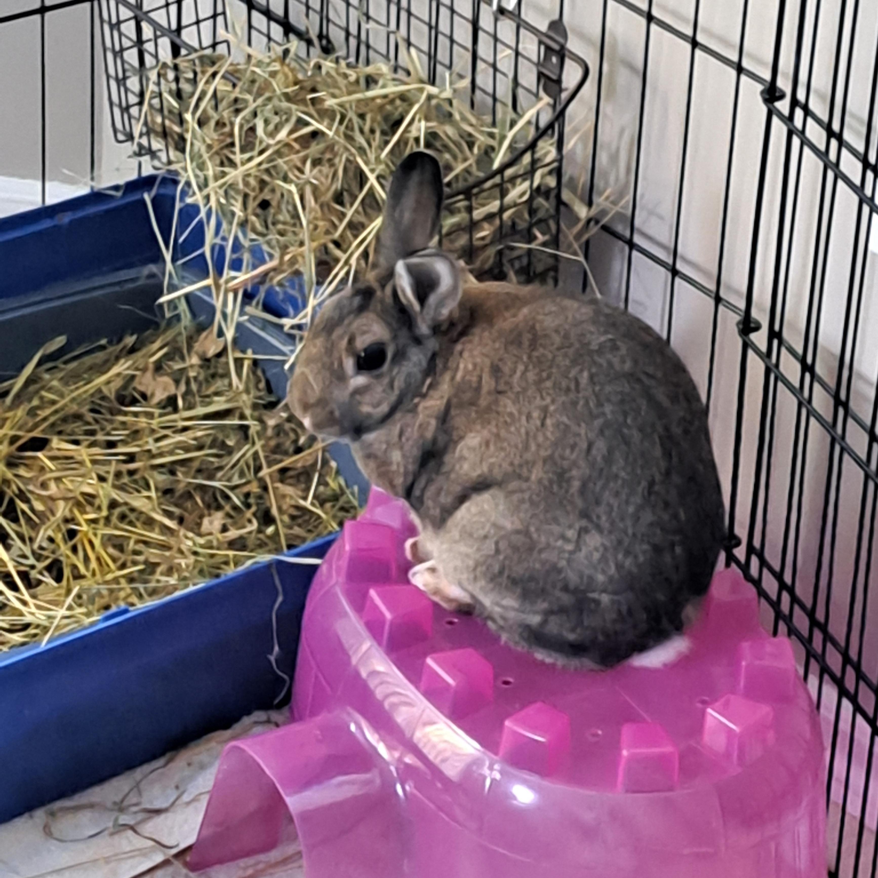 Chris, a Adoptable Bunny Rabbit in Alliston, ON image 4/4