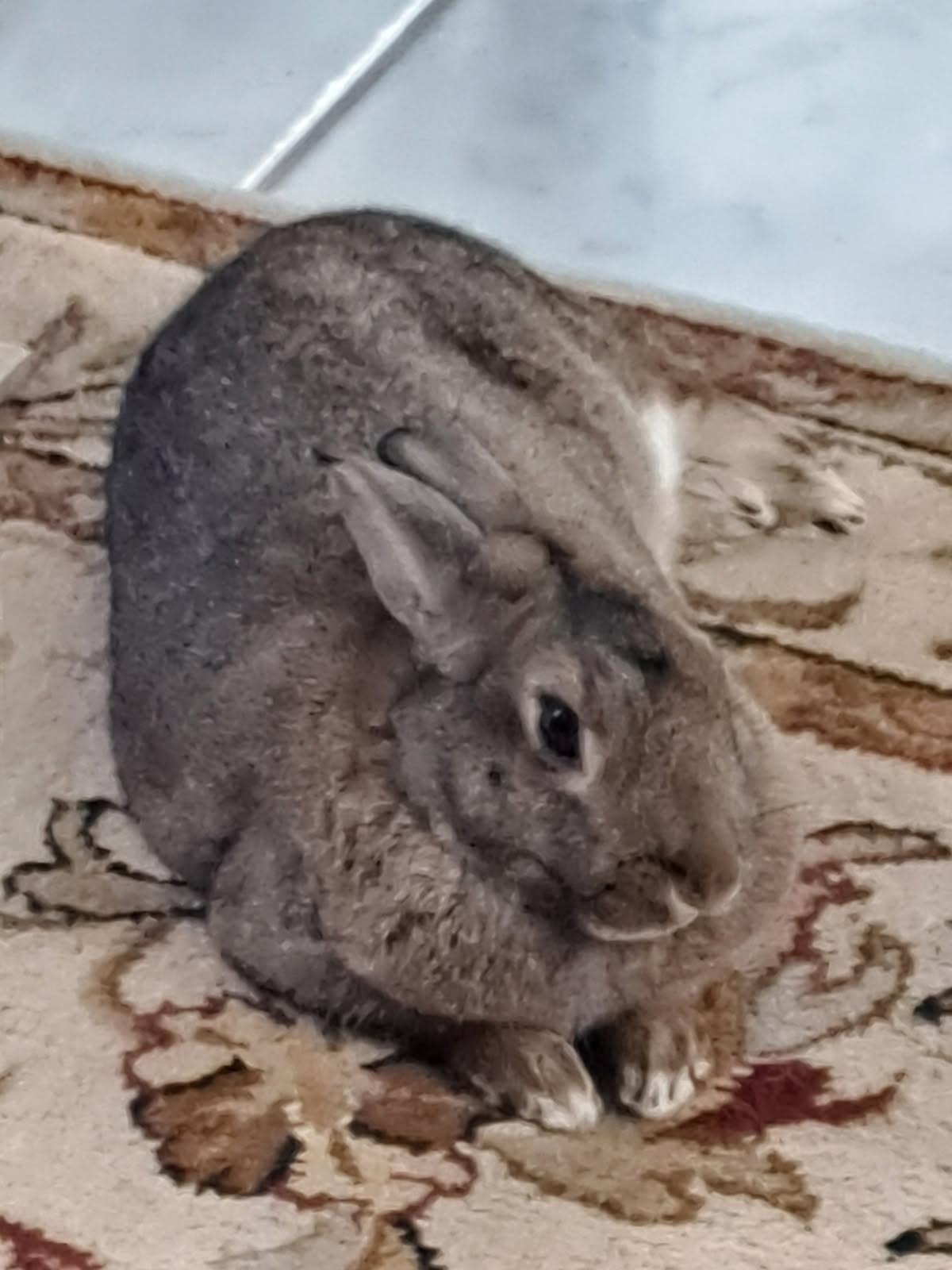 Chris, Adoptable, Adult Male Bunny Rabbit.