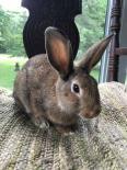 Chris, Adult Male Bunny Rabbit