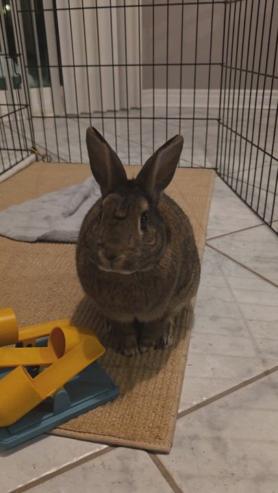 Enlarge Chris, a Adoptable Bunny Rabbit in Everett, ON video 5/5