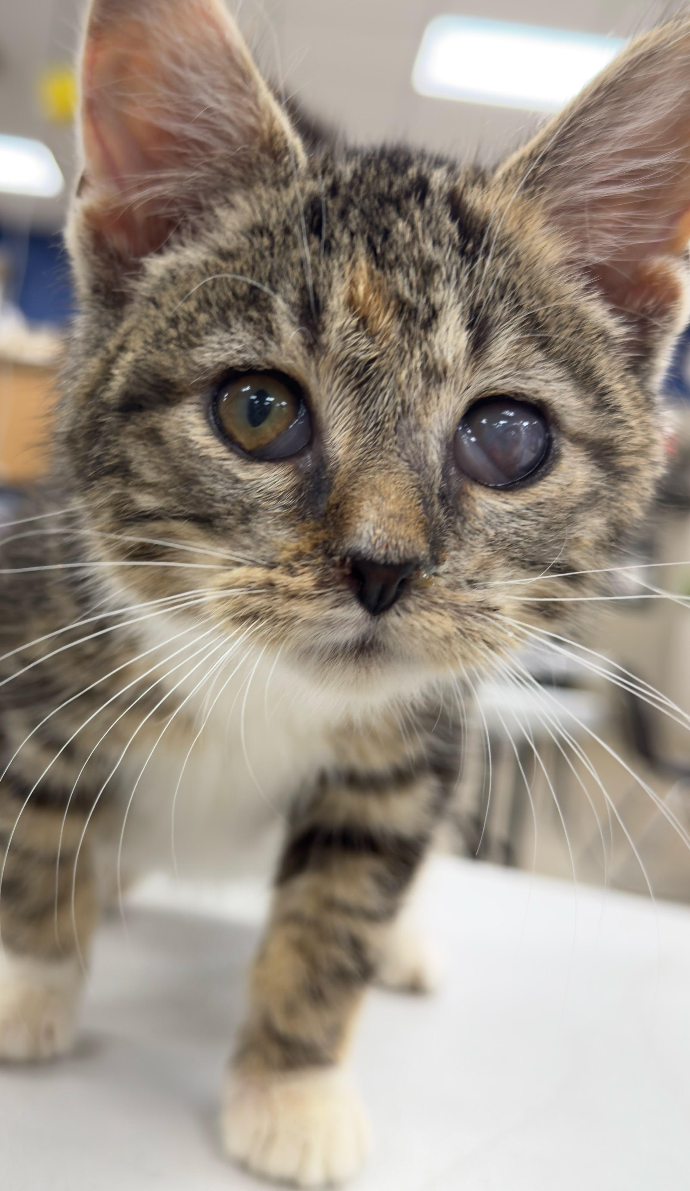 Twig - KITTEN, ADOPTABLE, Kitten Female Domestic Short Hair & Tabby.