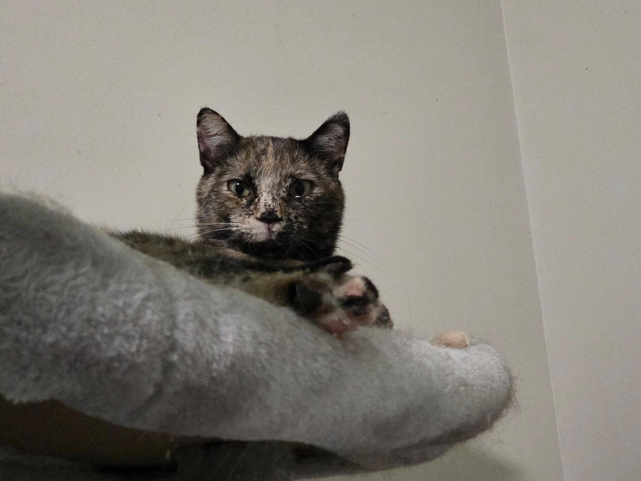 Sky, an adoptable Domestic Short Hair in Spencerville, ON, K0E 1X0 | Photo Image 5