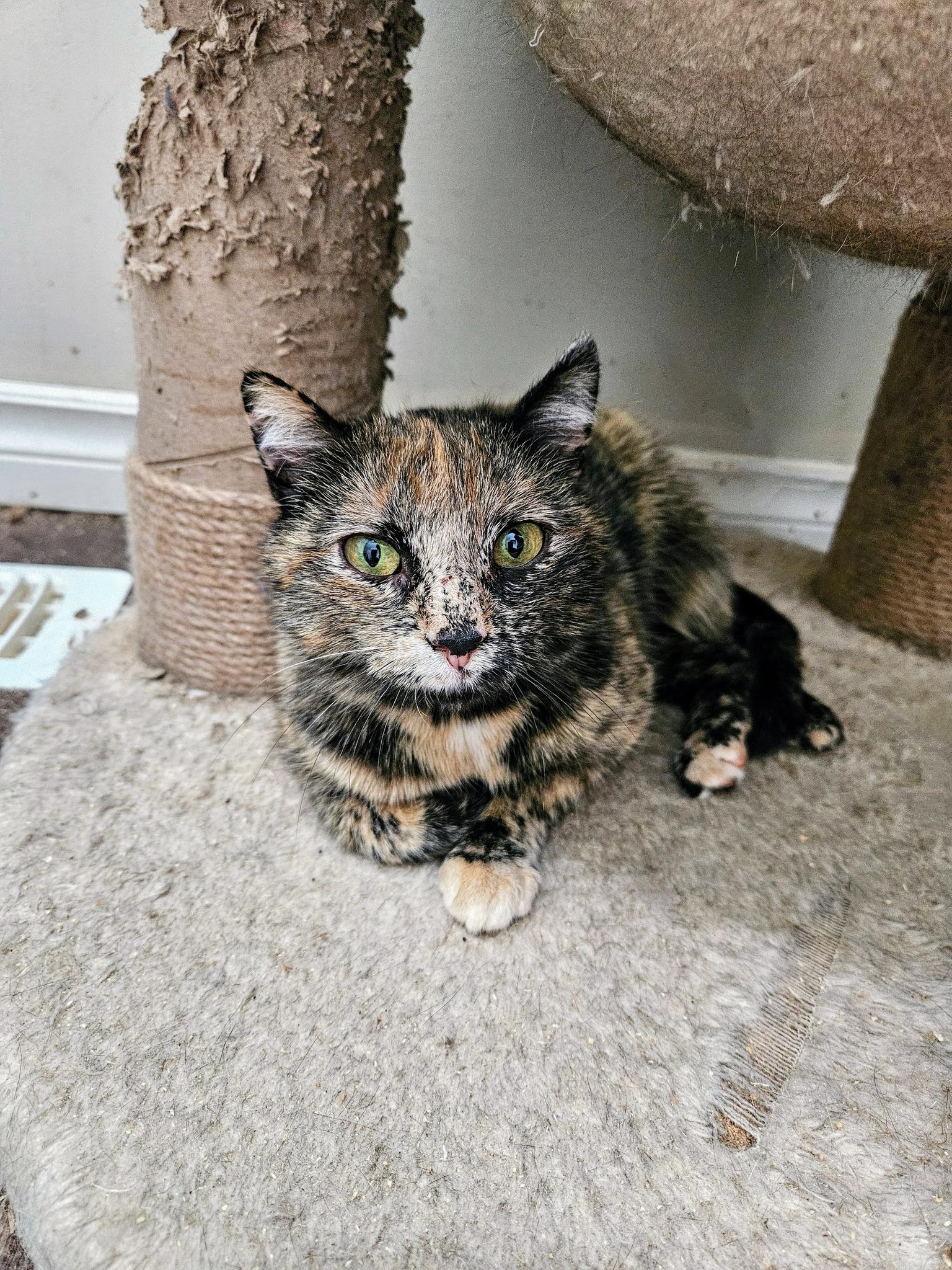 Sky, an adoptable Domestic Short Hair in Spencerville, ON, K0E 1X0 | Photo Image 2