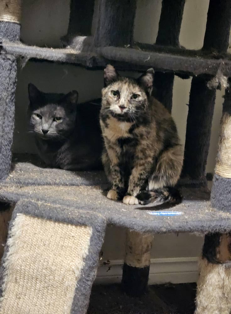Sky, an adoptable Domestic Short Hair in Spencerville, ON, K0E 1X0 | Photo Image 4
