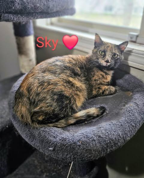 Sky, an adoptable Domestic Short Hair in Spencerville, ON, K0E 1X0 | Photo Image 3