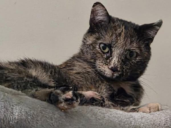 Sky, an adoptable Domestic Short Hair in Spencerville, ON, K0E 1X0 | Photo Image 1