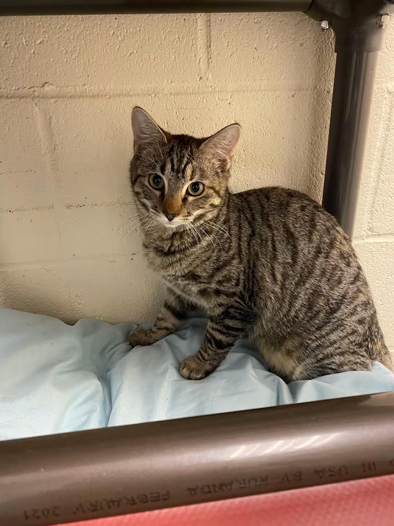 Nala, ADOPTABLE, Young Female Domestic Short Hair.