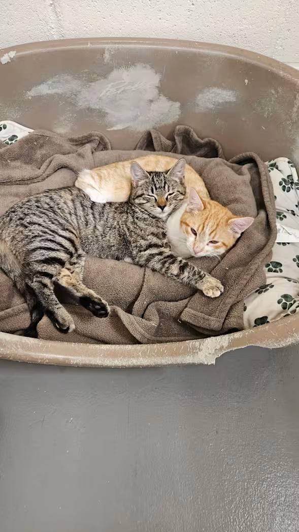 Nala, a ADOPTABLE Domestic Short Hair in Burgaw, NC image 2/2