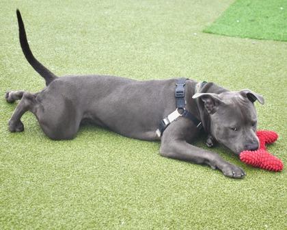 Ozz, a Adoptable mixed breed in West Seneca, NY image 2/3