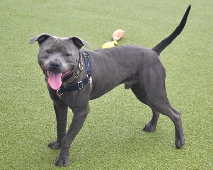 Ozz, a Adoptable mixed breed in West Seneca, NY image 3/3