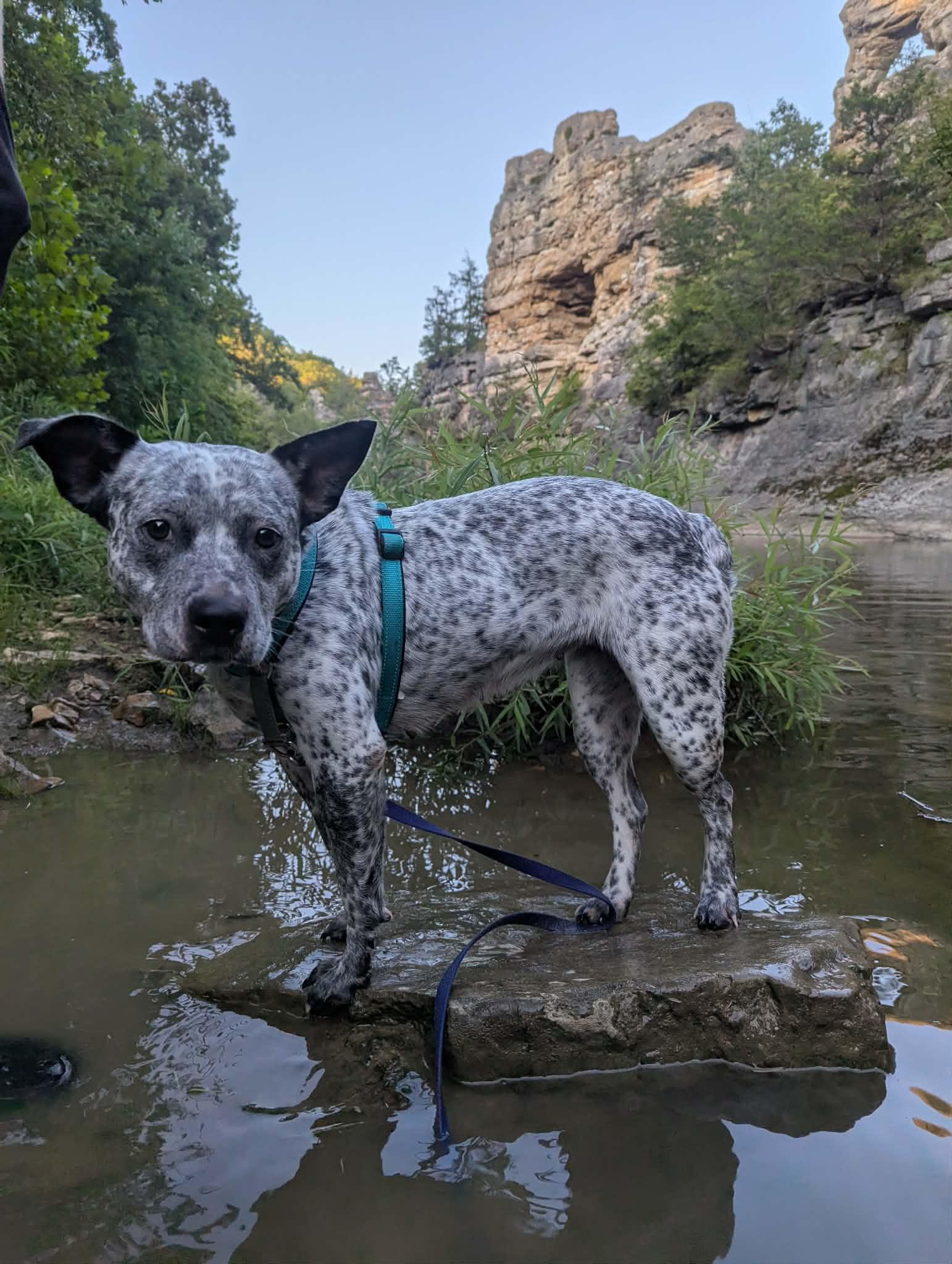 Luna, a ADOPTABLE mixed breed in Columbia, MO image 3/6