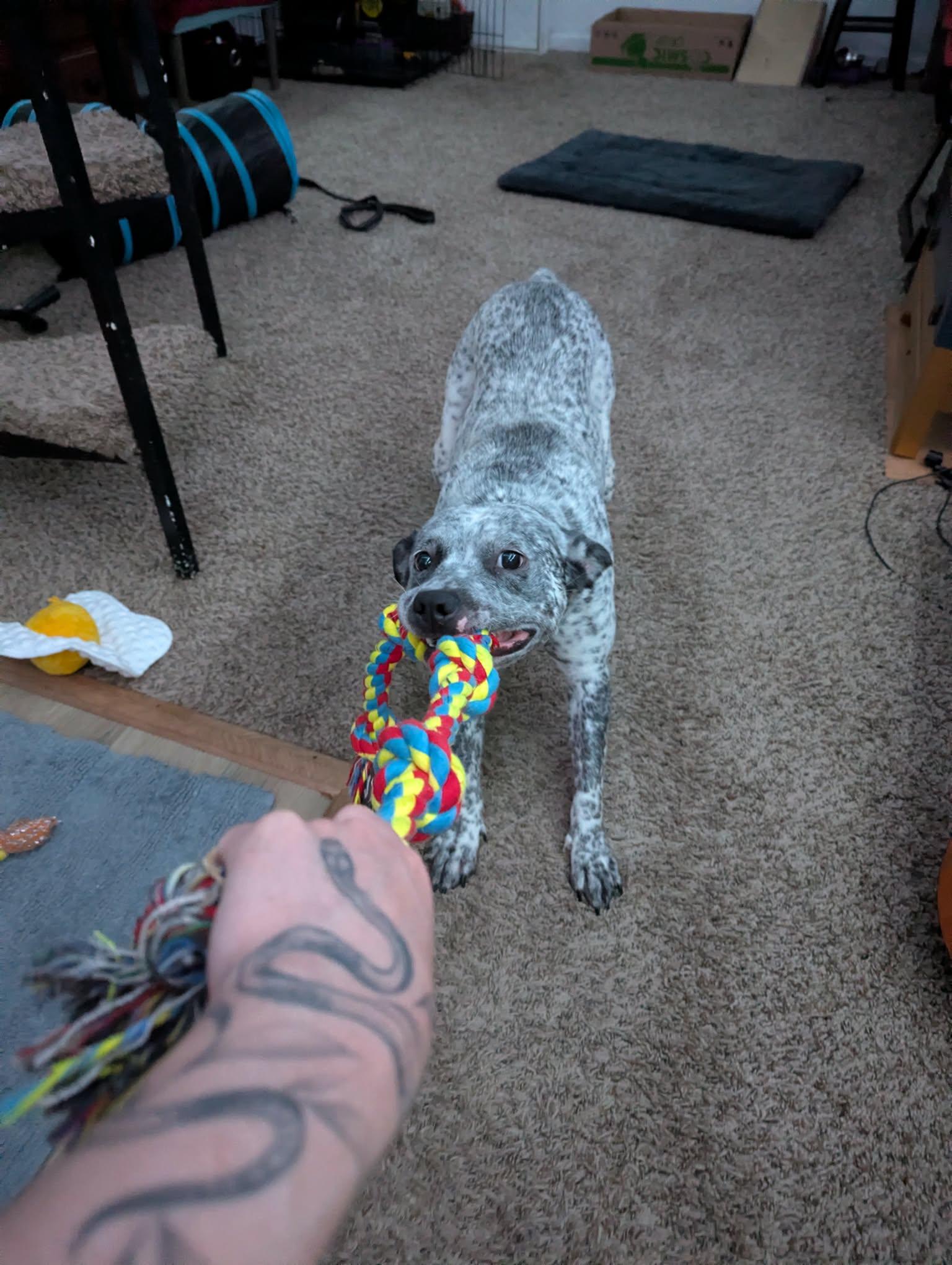 Enlarge Luna, a Adoptable mixed breed in Columbia, MO image 3/6