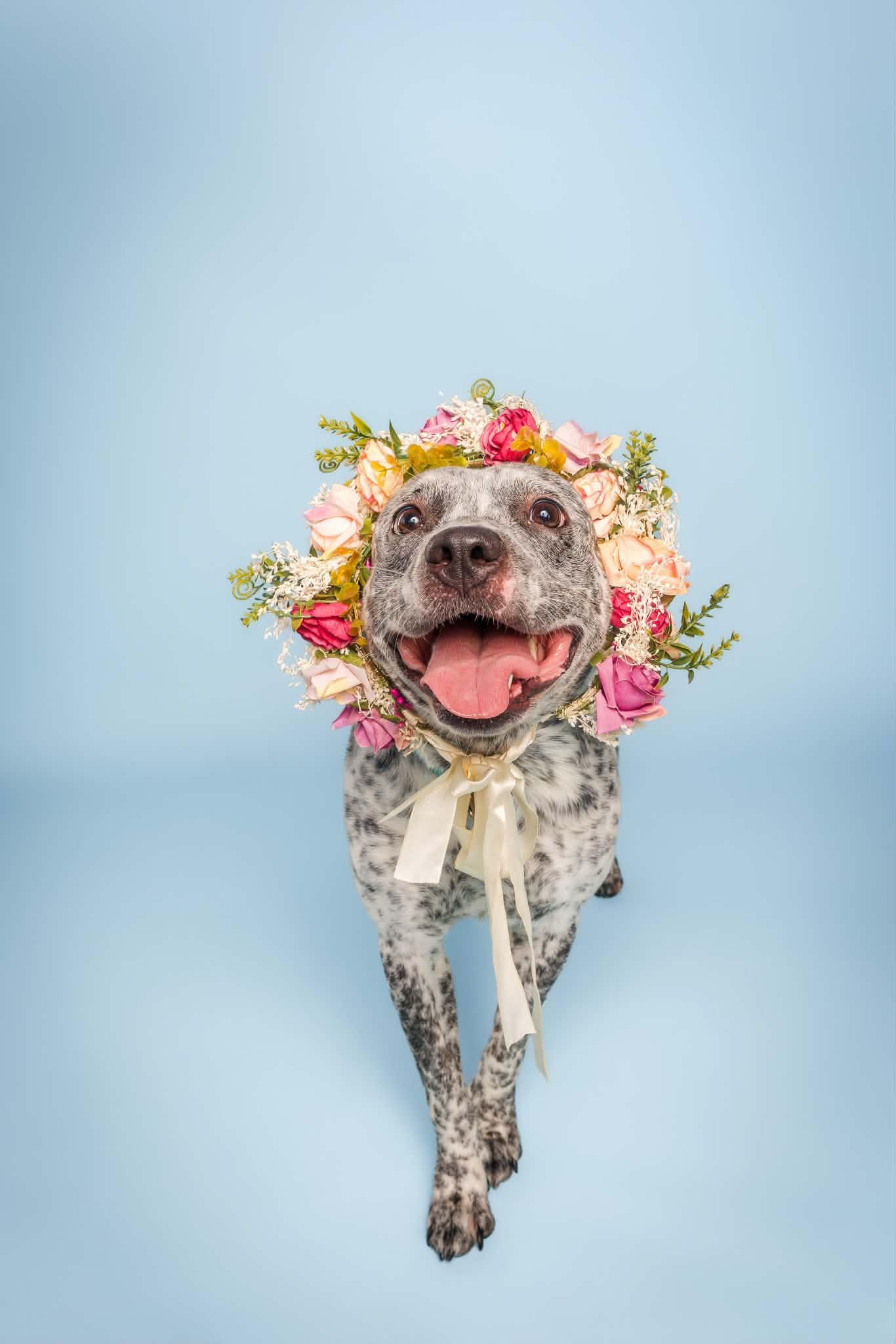 Luna, Adoptable, Adult Female Australian Cattle Dog / Blue Heeler.