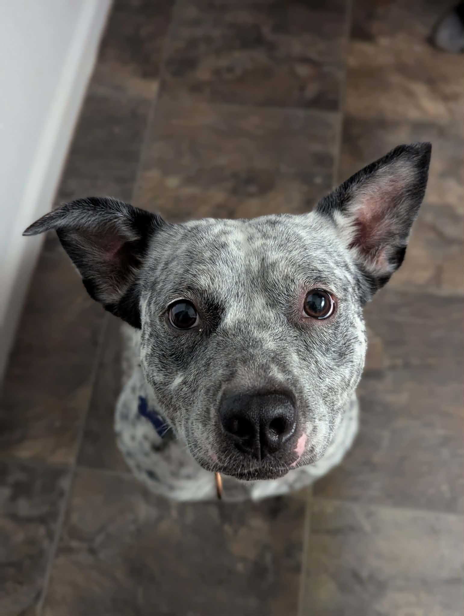 Luna, a ADOPTABLE mixed breed in Columbia, MO image 1/6