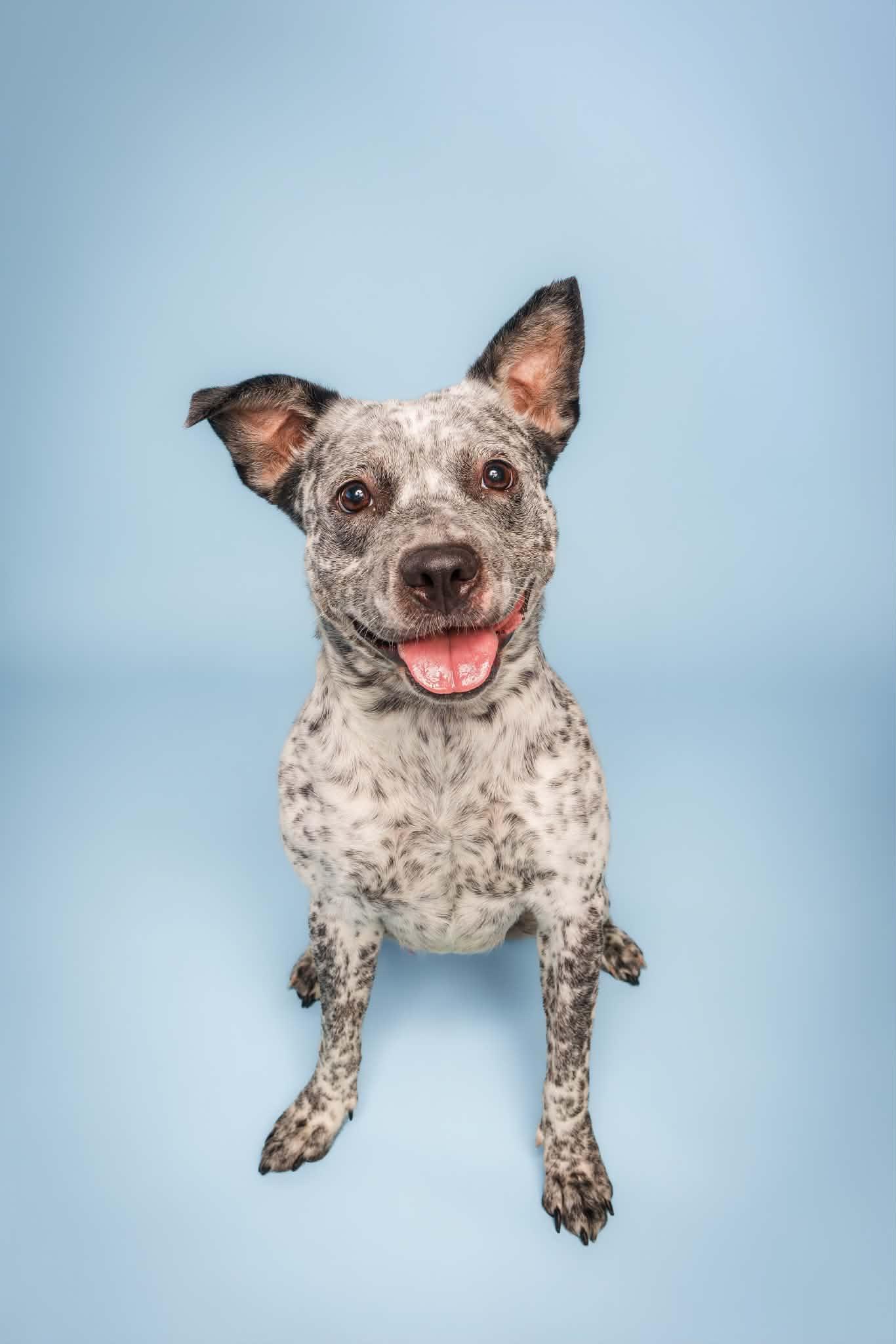 Enlarge Luna, a Adoptable mixed breed in Columbia, MO image 2/6