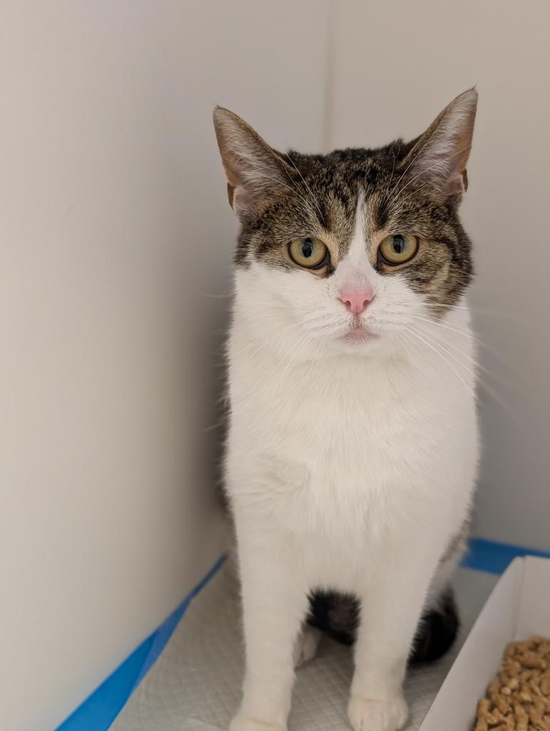 Enlarge Maybelline, a Adoptable mixed breed in Greenfield, IN image 1/3