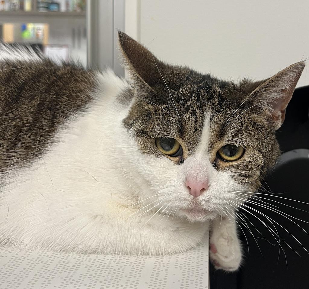 Maybelline, a Adoptable mixed breed in Greenfield, IN image 1/2