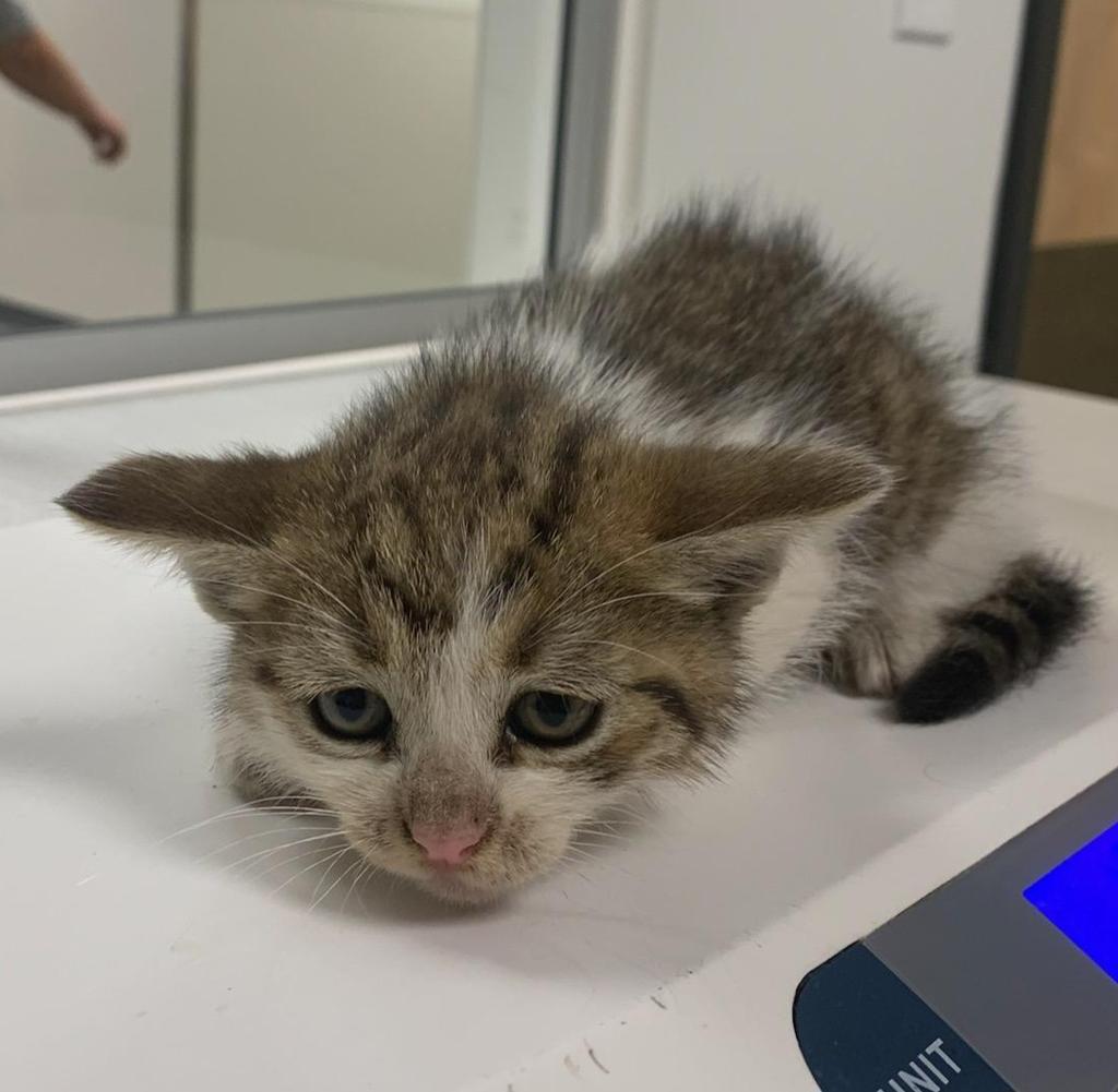 Maybelline, a Adoptable mixed breed in Greenfield, IN image 2/2