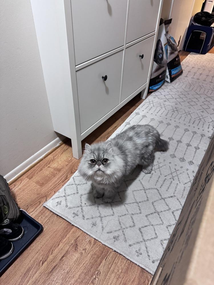 Stormi, Adoptable, Young Male Persian.